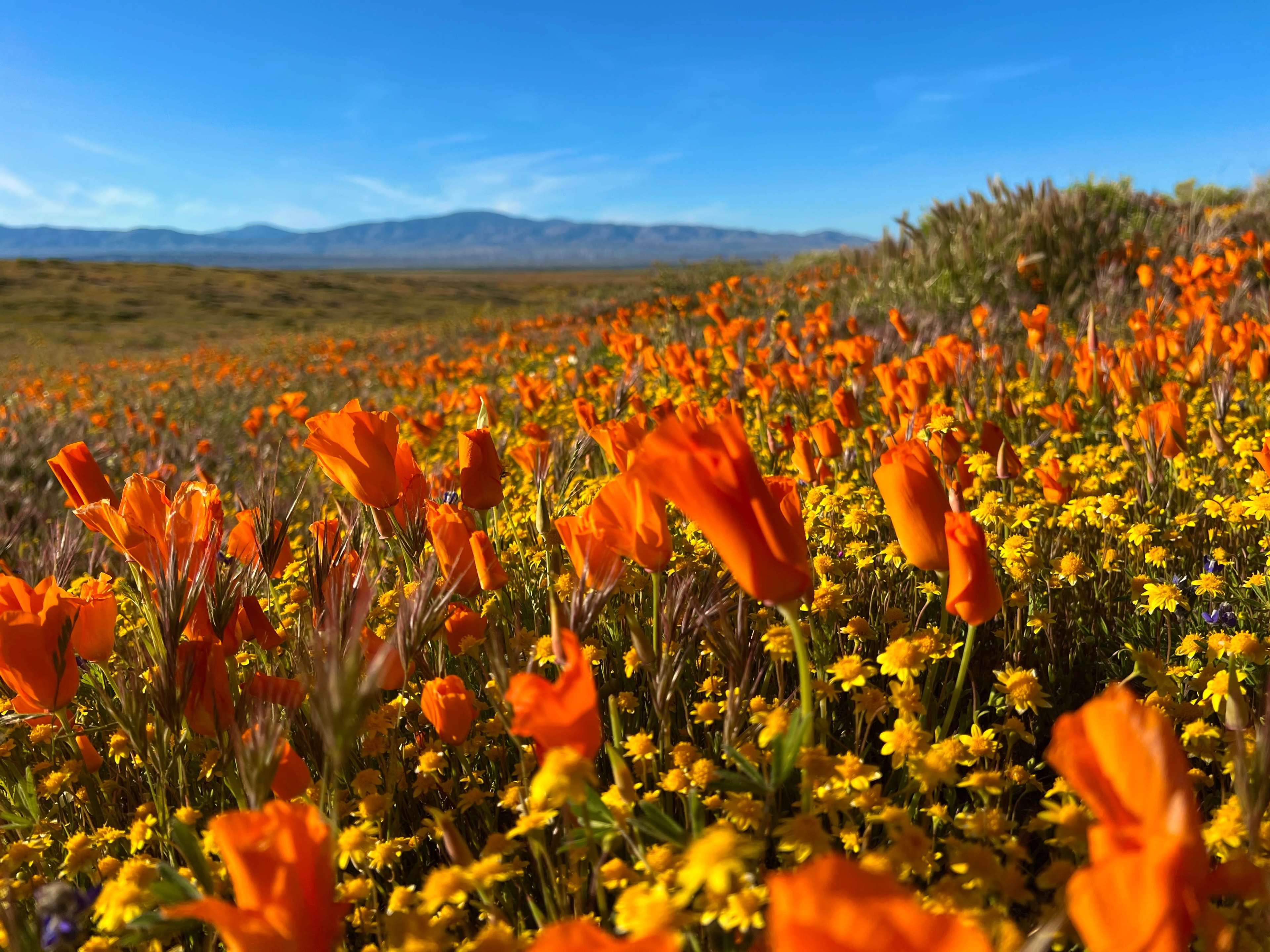 A field filled with orange poppies and yellow flowers stretches toward distant mountains under a bright blue sky.