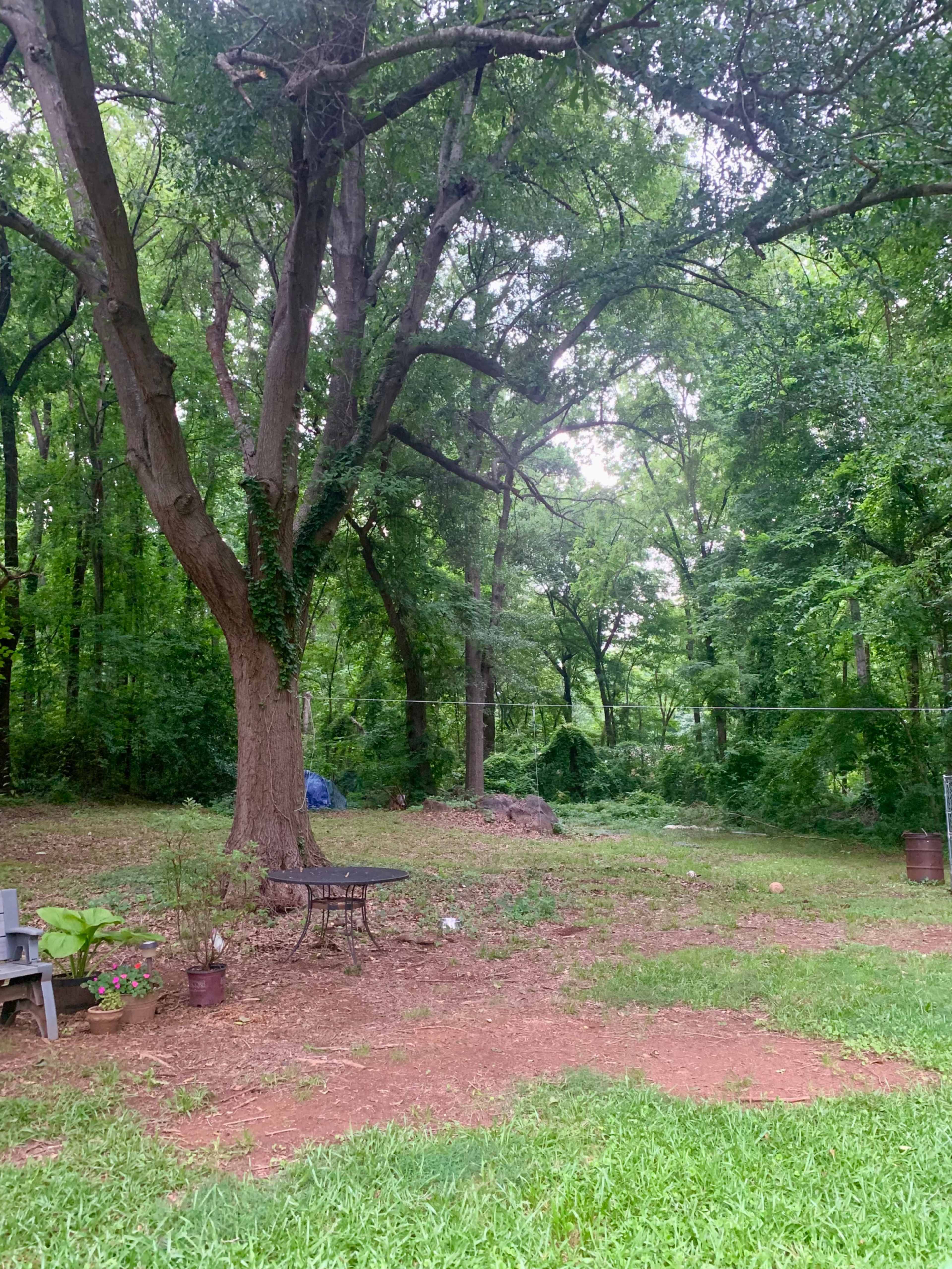 Big Backyard, Rustic Woodland Setting, Mature Tree Canopy and Butterfly Garden for Photo Shoots Image in , Mount Holly, NC