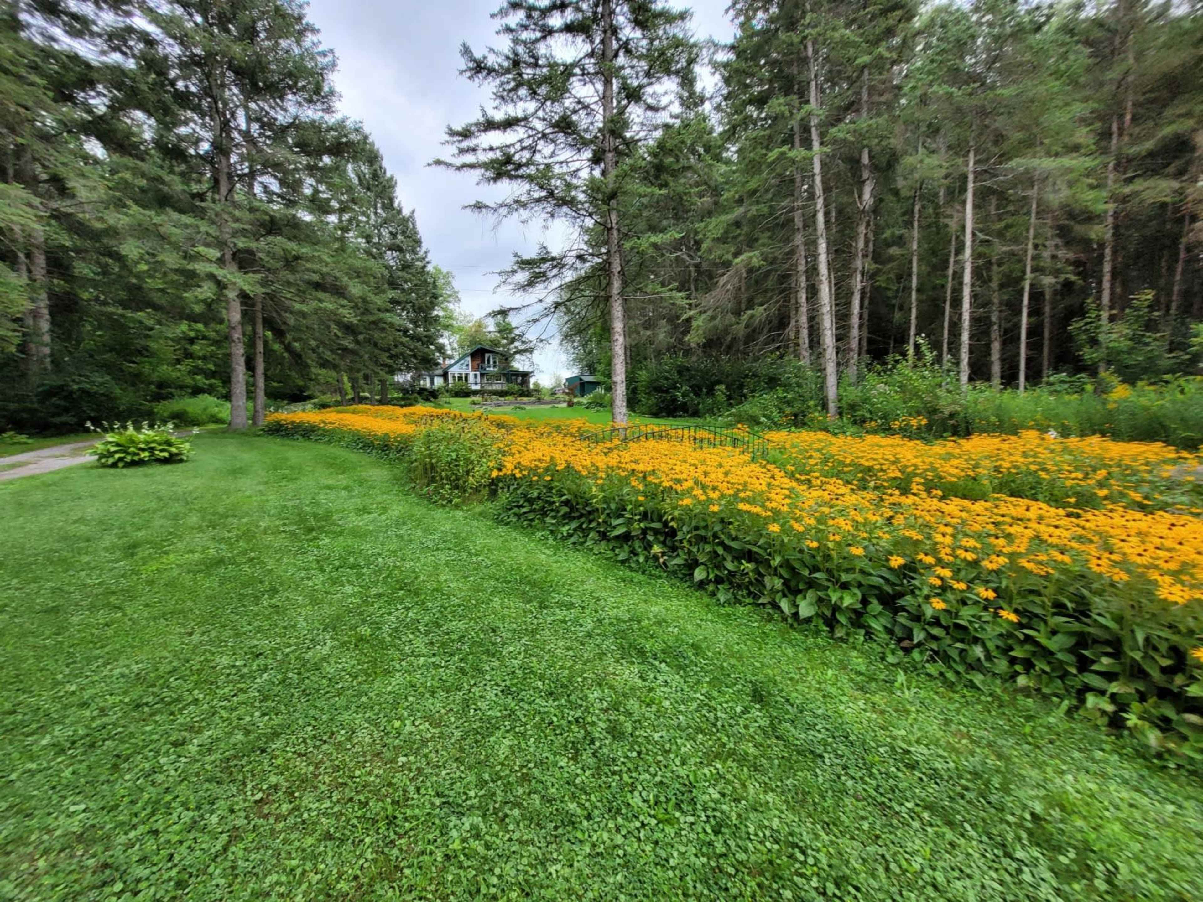 A vibrant field of yellow flowers stretches alongside a grassy path, with tall pine trees and a house visible in the background.