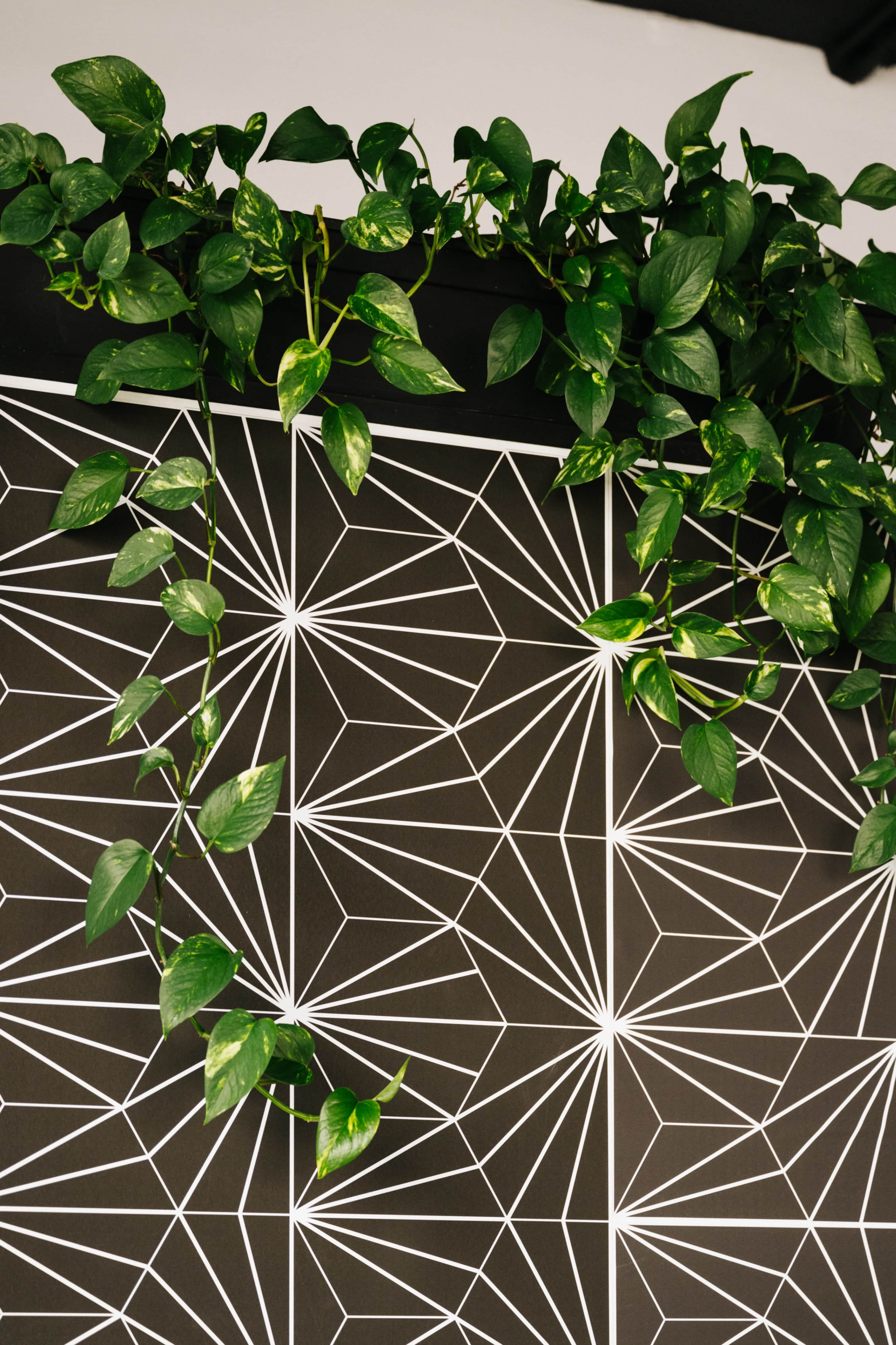 A green climbing plant drapes over a geometric black and white patterned wall.