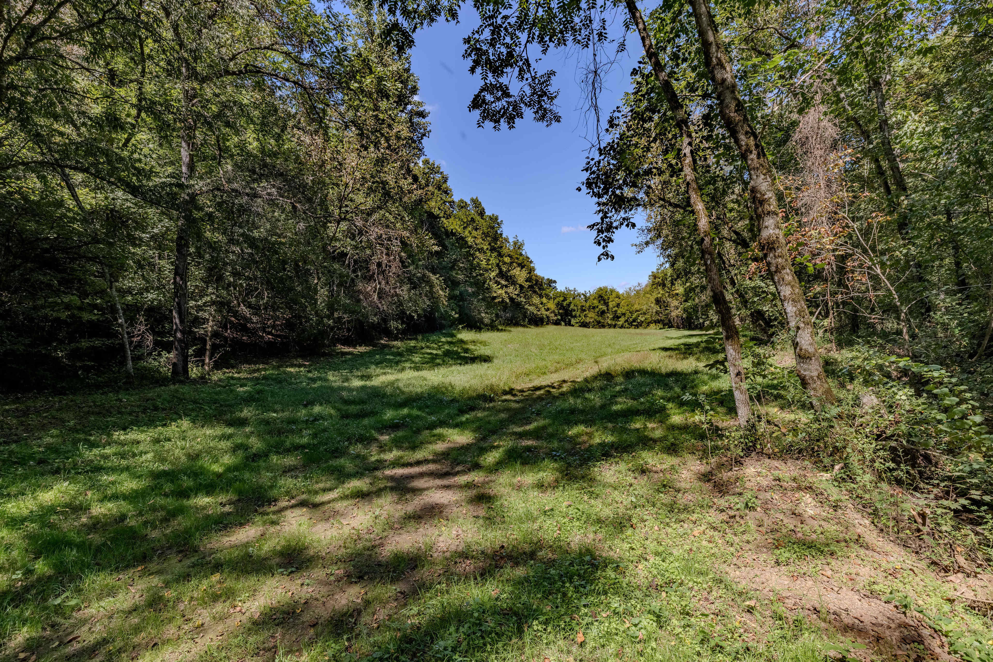 The image shows a clearing in a forest, surrounded by trees and featuring a patch of green grass under a clear blue sky.