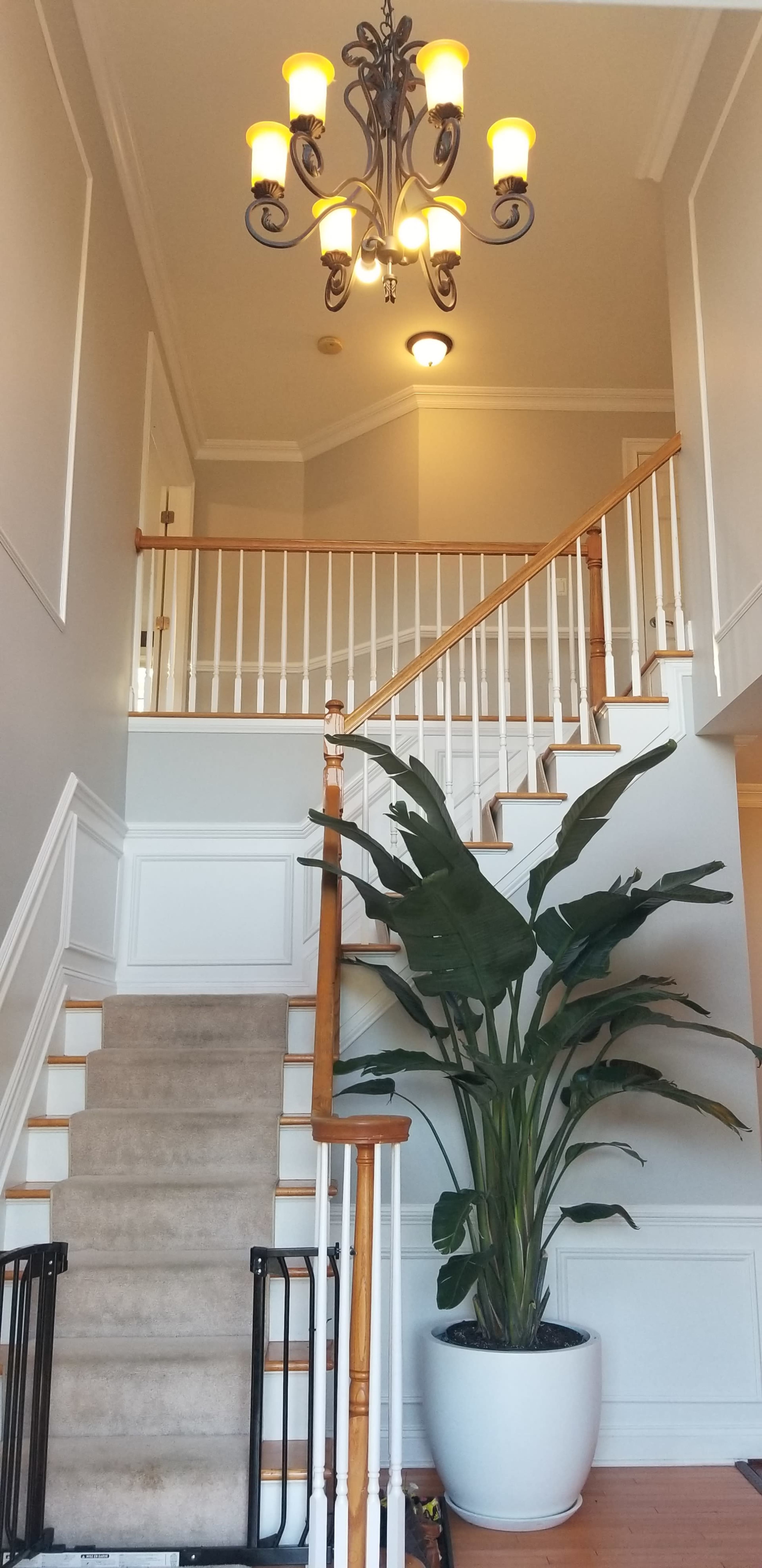 The image shows a well-lit entryway featuring a staircase with wooden railings, a large indoor plant in a white pot, and a decorative chandelier hanging from the ceiling.