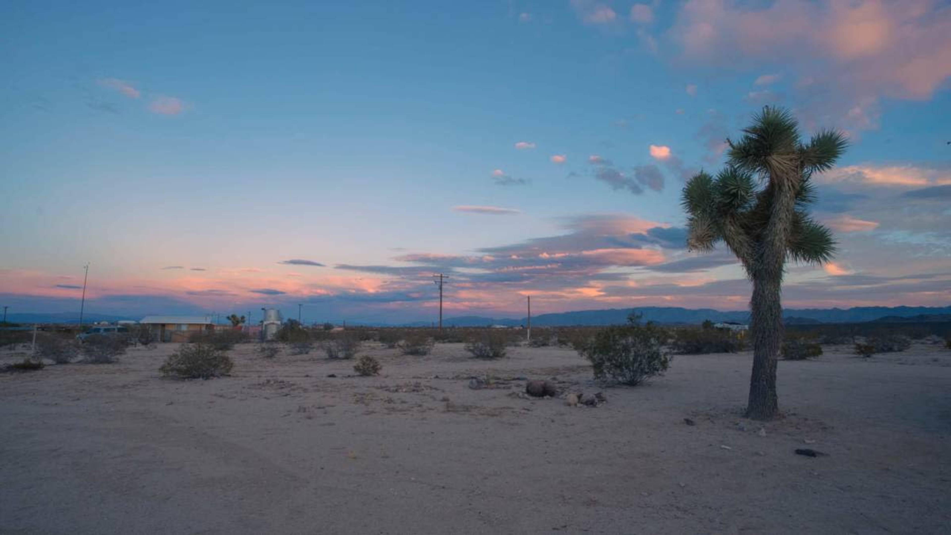 A single Joshua tree stands in a desert landscape under a colorful sky at dusk.