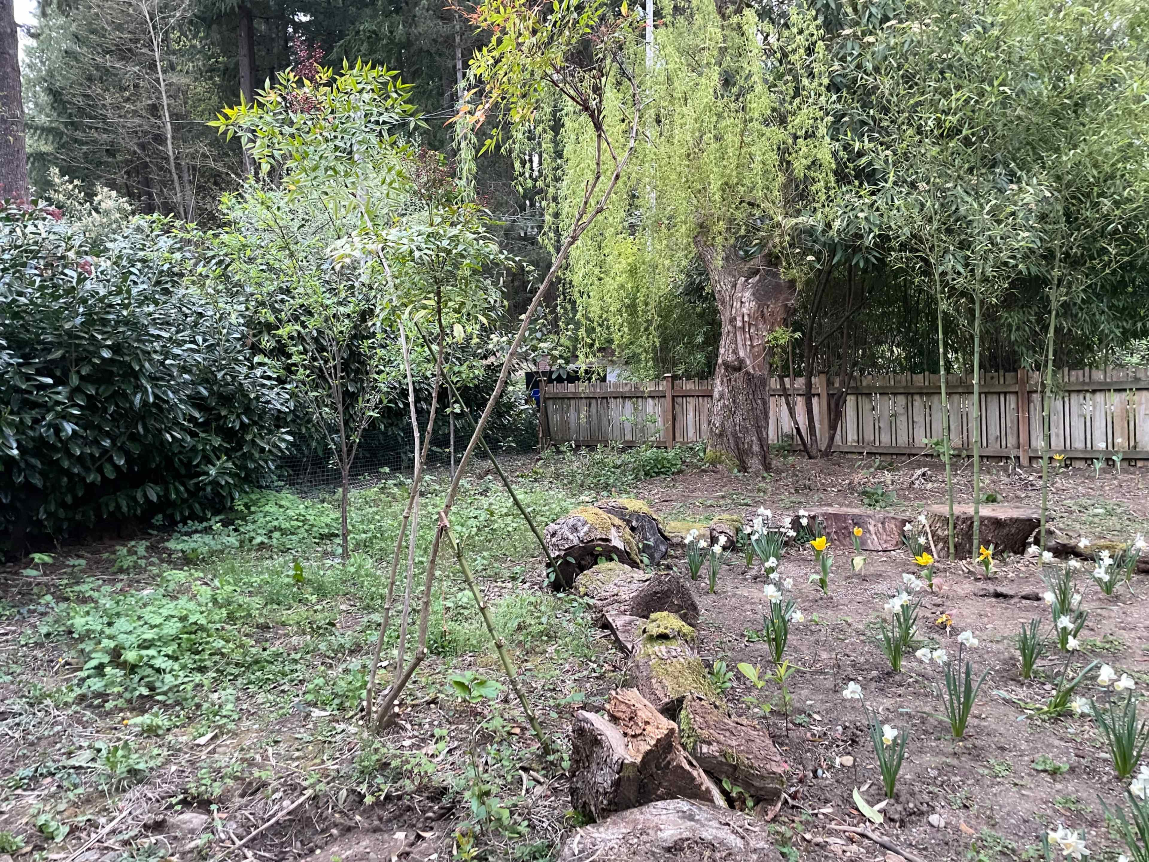 A garden area with a small patch of flowers, a circular arrangement of tree stumps, and young trees planted among greenery and shrubs.