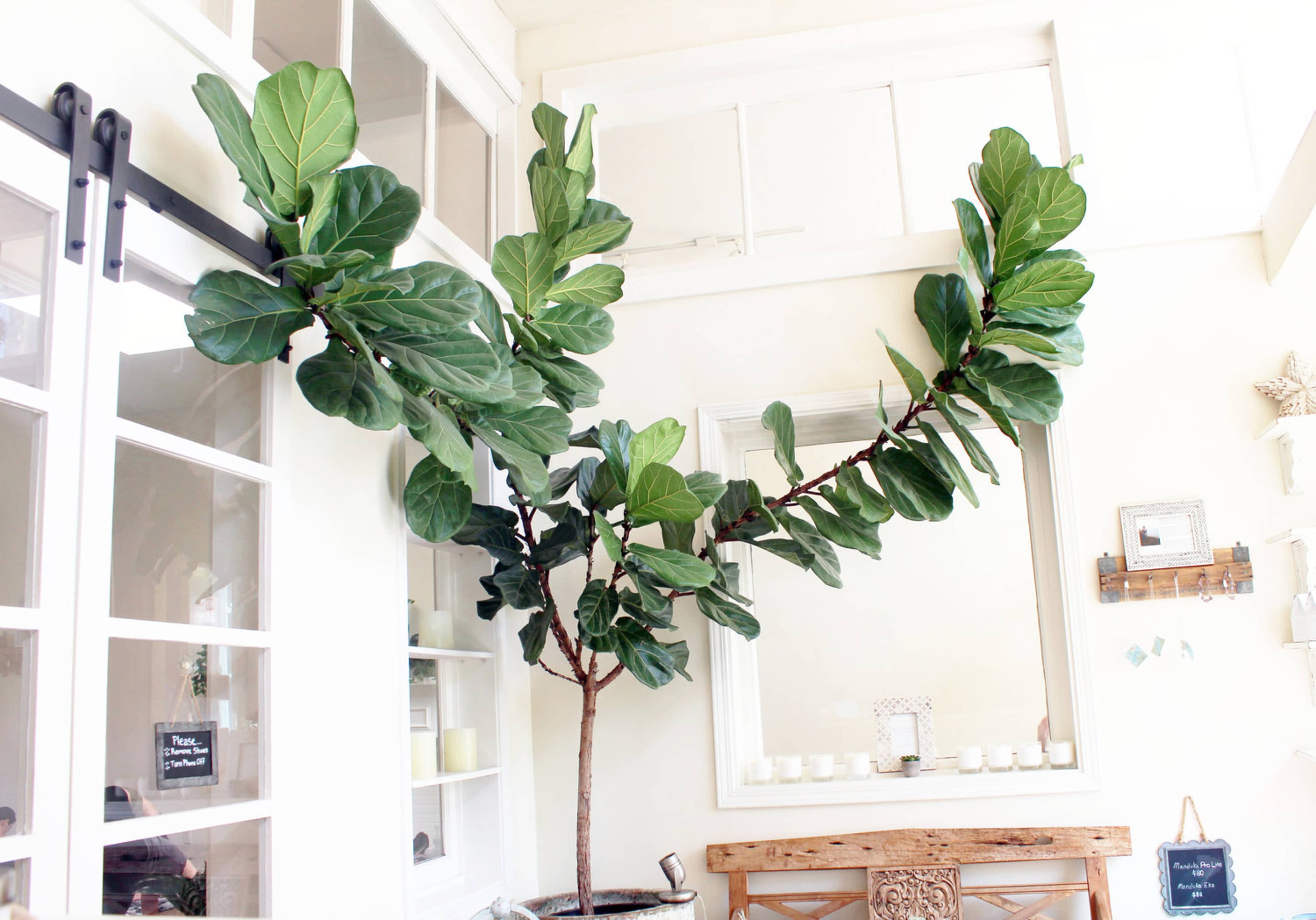 A large fiddle leaf fig tree is growing in a bright room, with its branches extending towards the ceiling and walls.