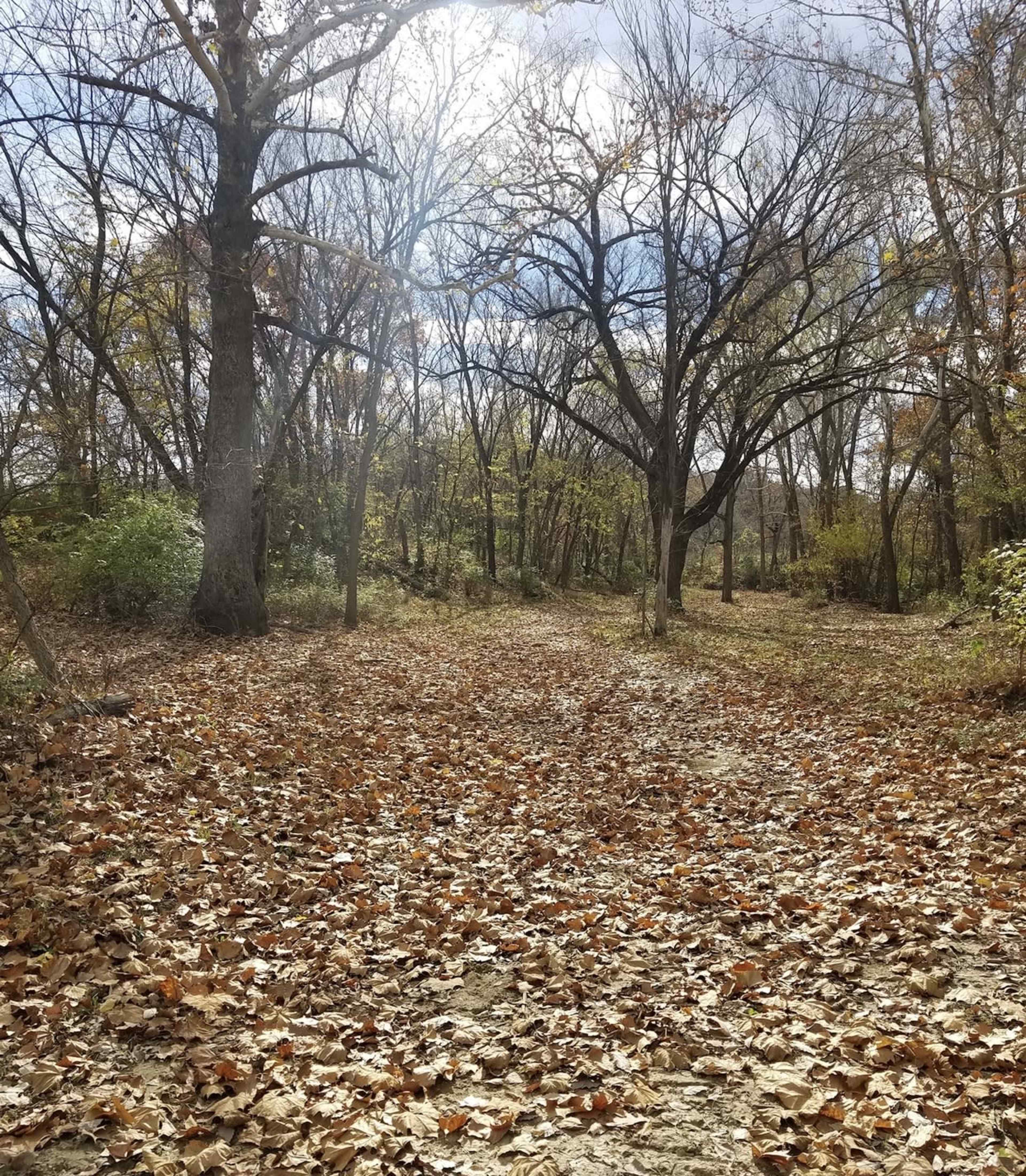 A dirt path covered with fallen leaves winds through a forest with bare trees and scattered greenery.