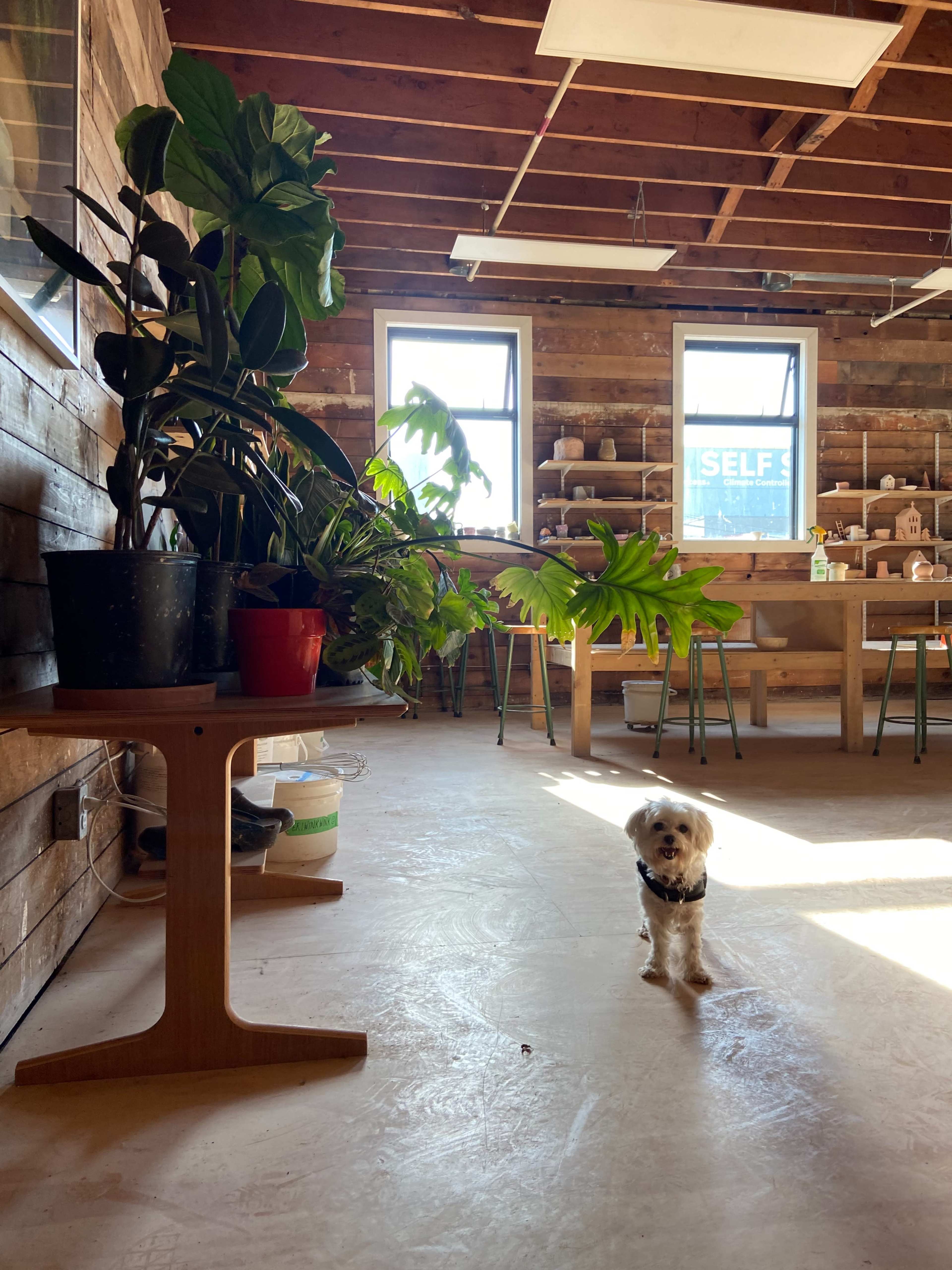 A small dog stands on a concrete floor in a room filled with plants and wooden furniture.
