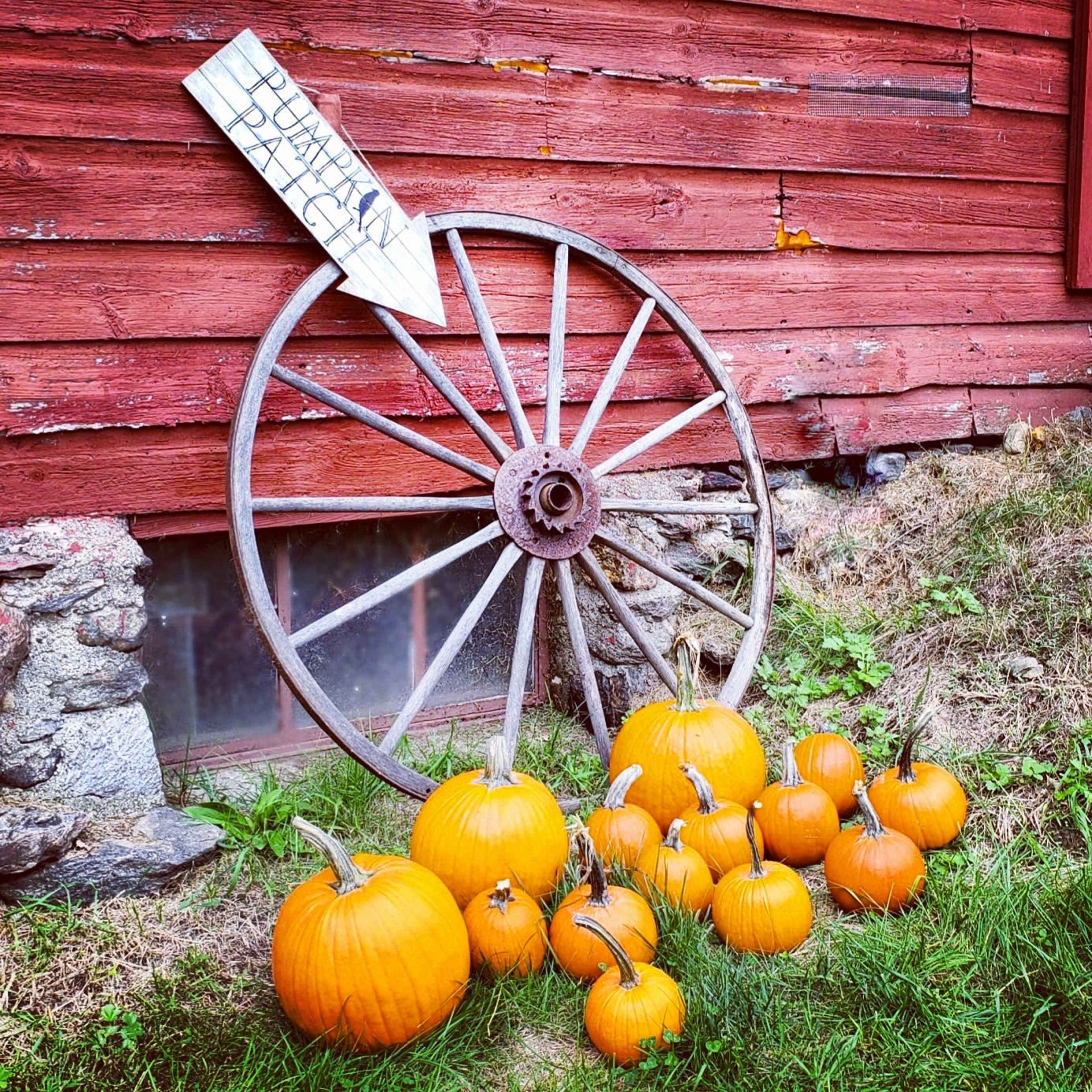 A collection of orange pumpkins is arranged in front of a weathered red barn wall, alongside an old wooden wagon wheel and a sign pointing towards "Pumpkins."