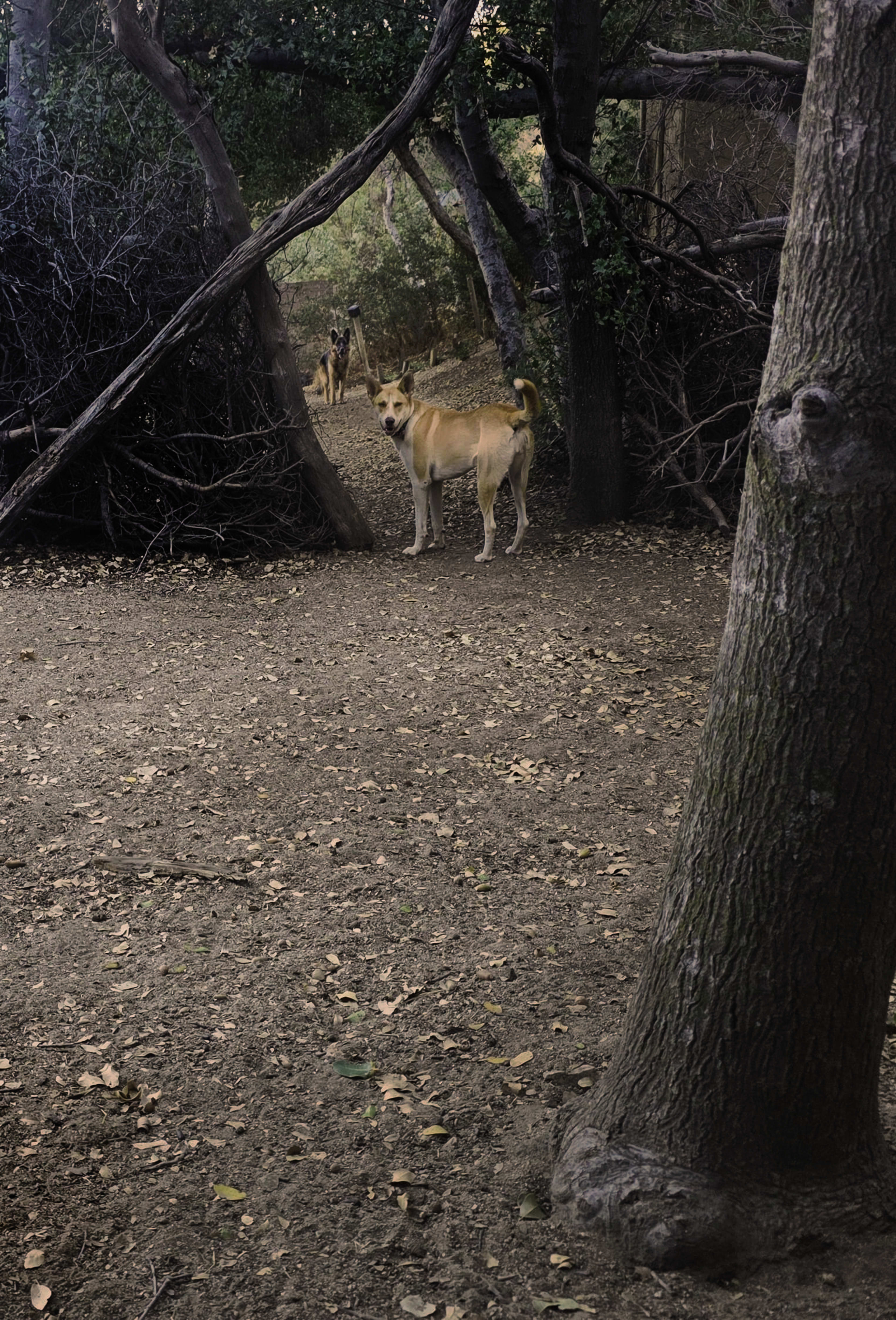 The Clearing – Ephemeral Forest Circle | Natural Set Image in Leona Valley, Leona Valley, CA