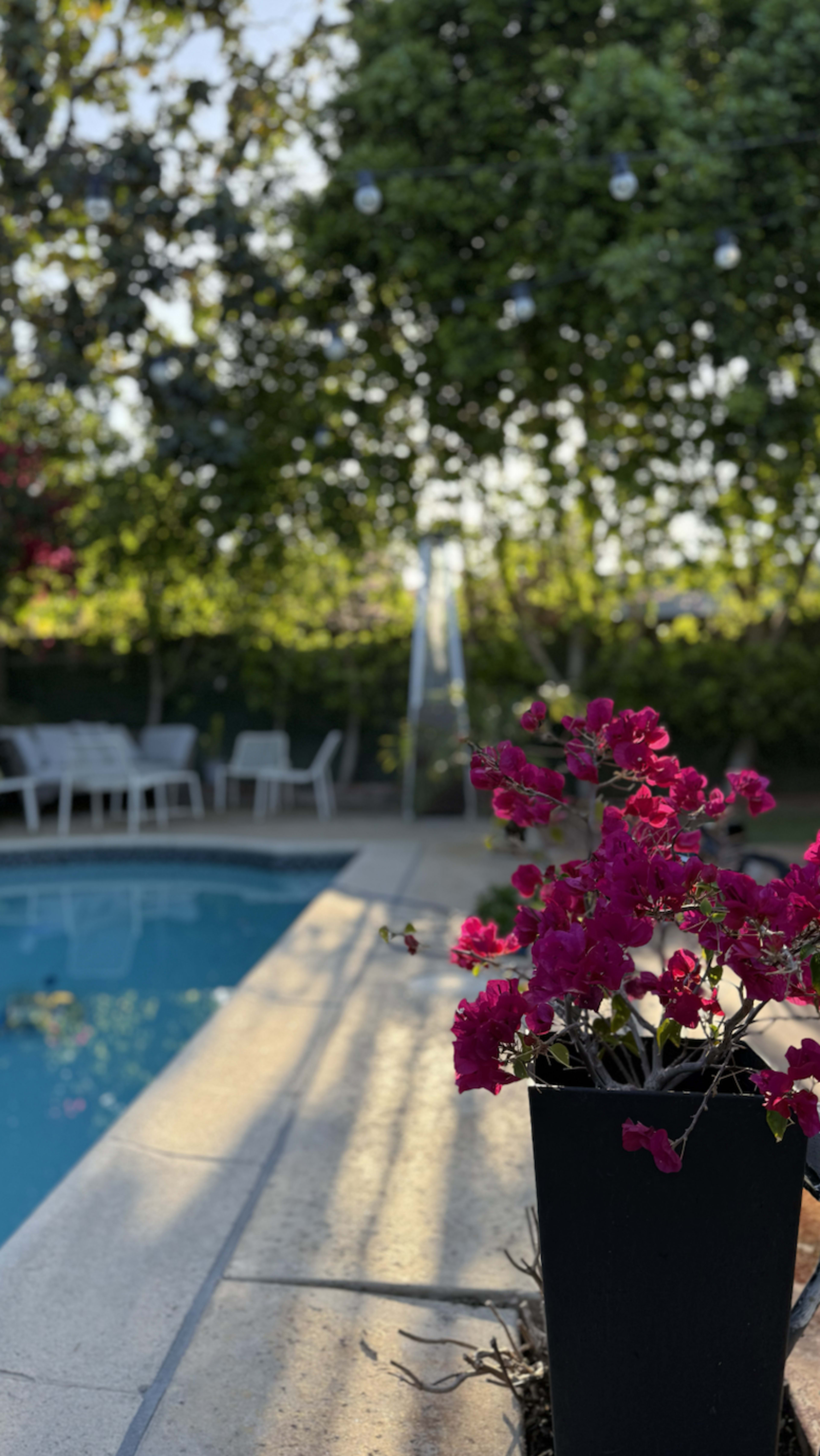 Gated Hidden Paradise Pool Image in Canoga Park, Canoga park, CA