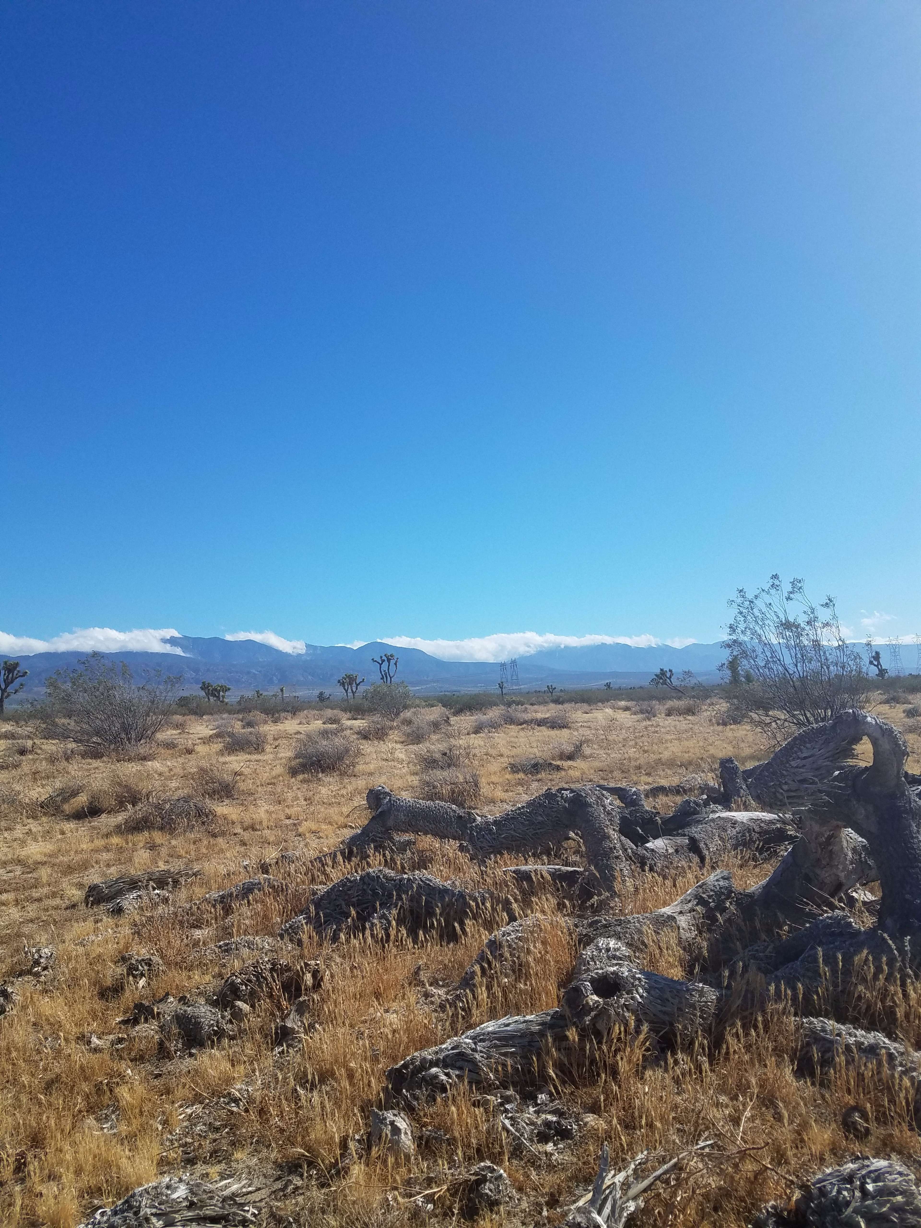 A dry landscape features scattered Joshua trees and a backdrop of distant mountains under a clear blue sky.