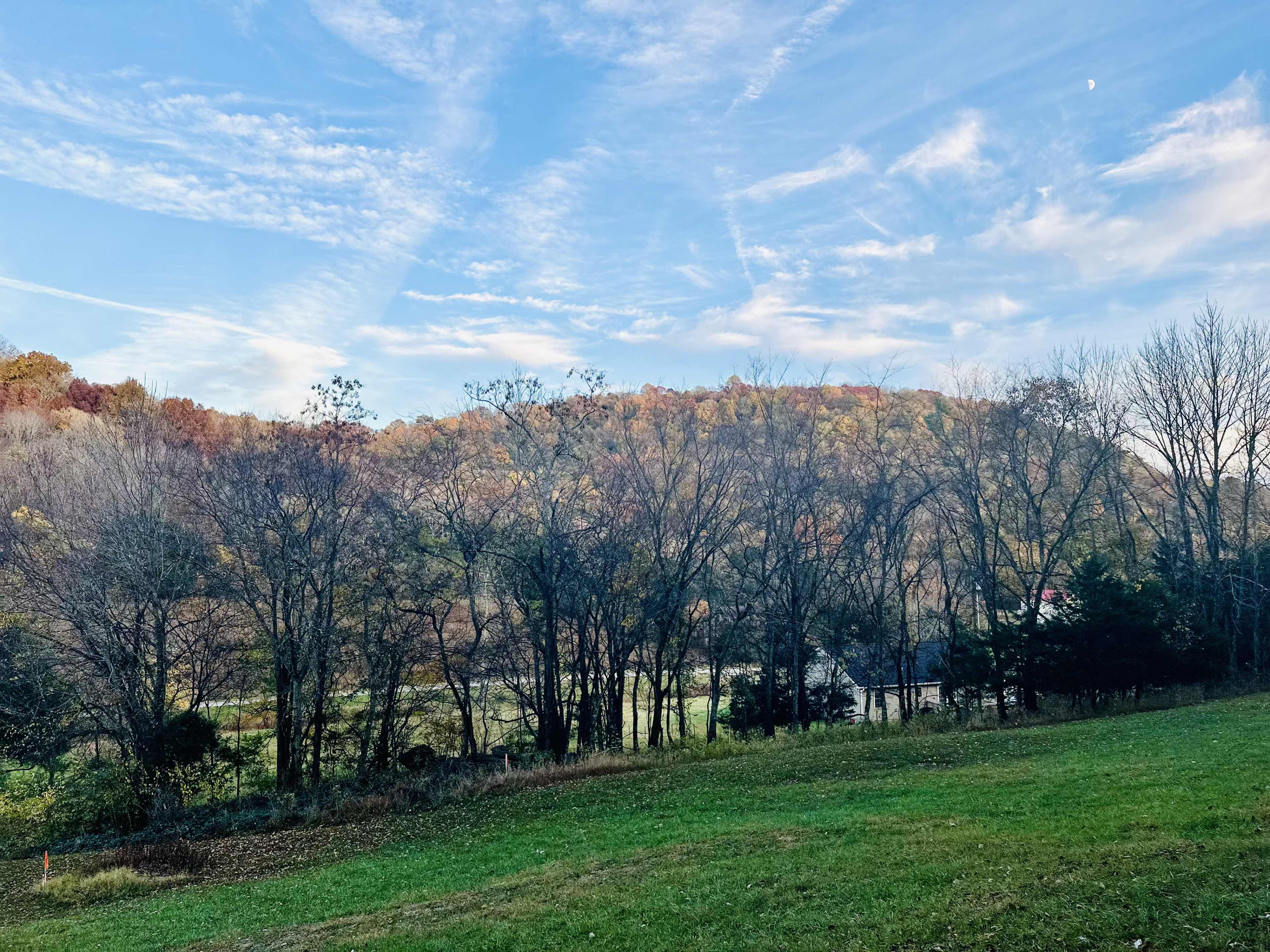 A hillside with trees transitions from green foliage to autumn colors under a clear sky.