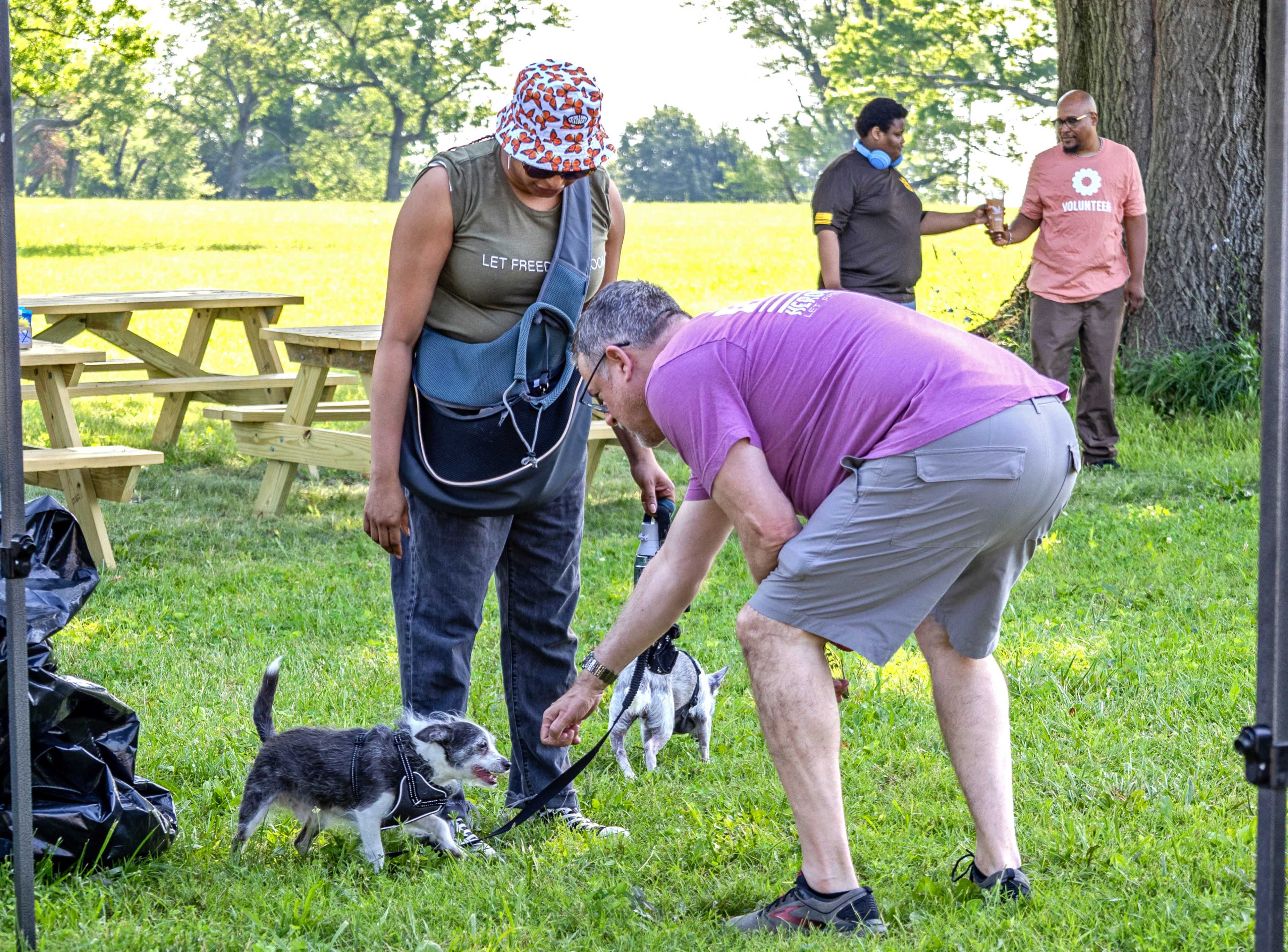 Sunflower Field in Northeast Philadelphia Image in Northeast Philadelphia, Philadelphia, PA