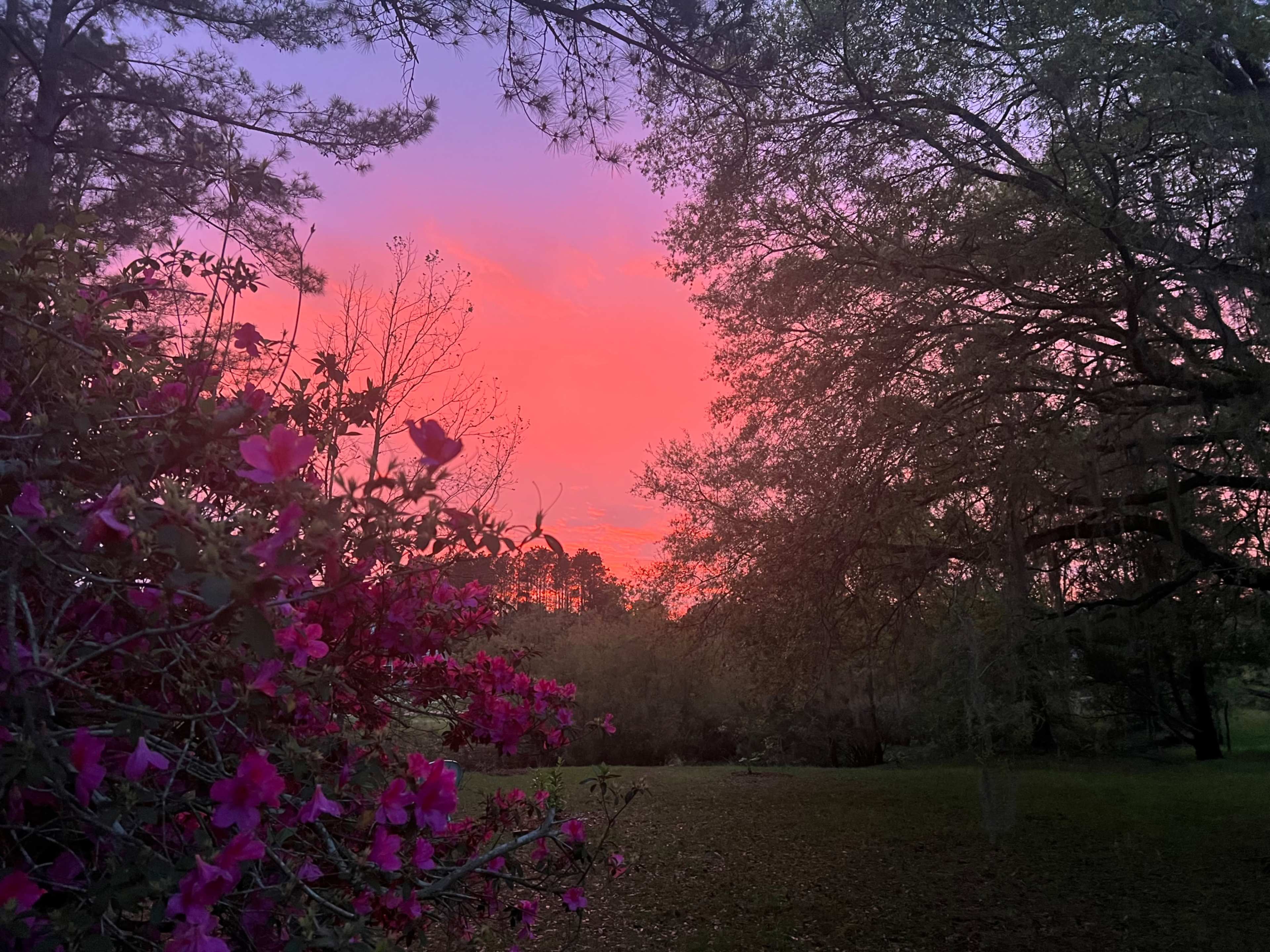 A vibrant sunset casts shades of pink and orange over a landscape framed by blooming bushes and tall trees.