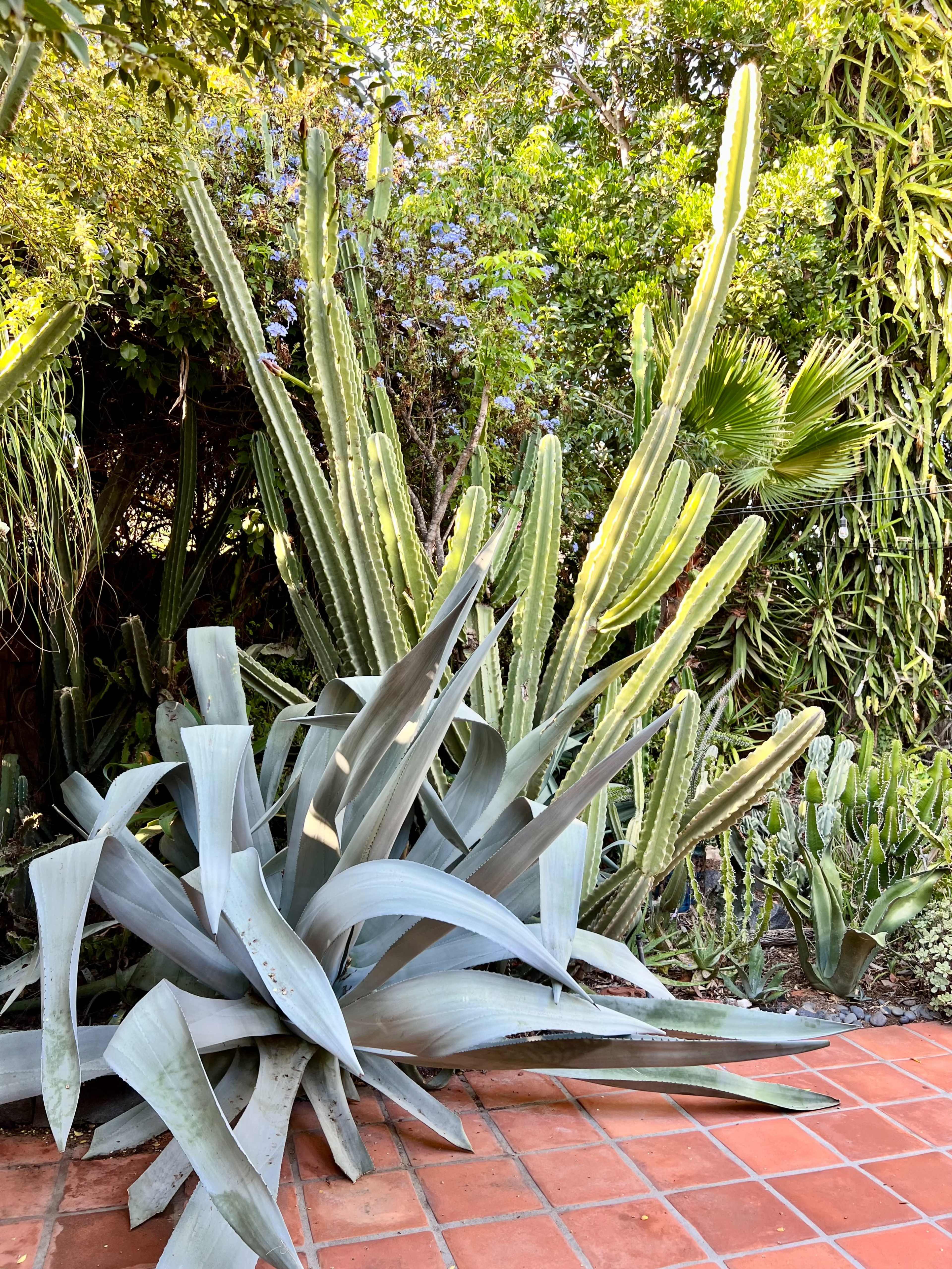 The image features a variety of cacti and succulents arranged in a garden with tiled flooring.