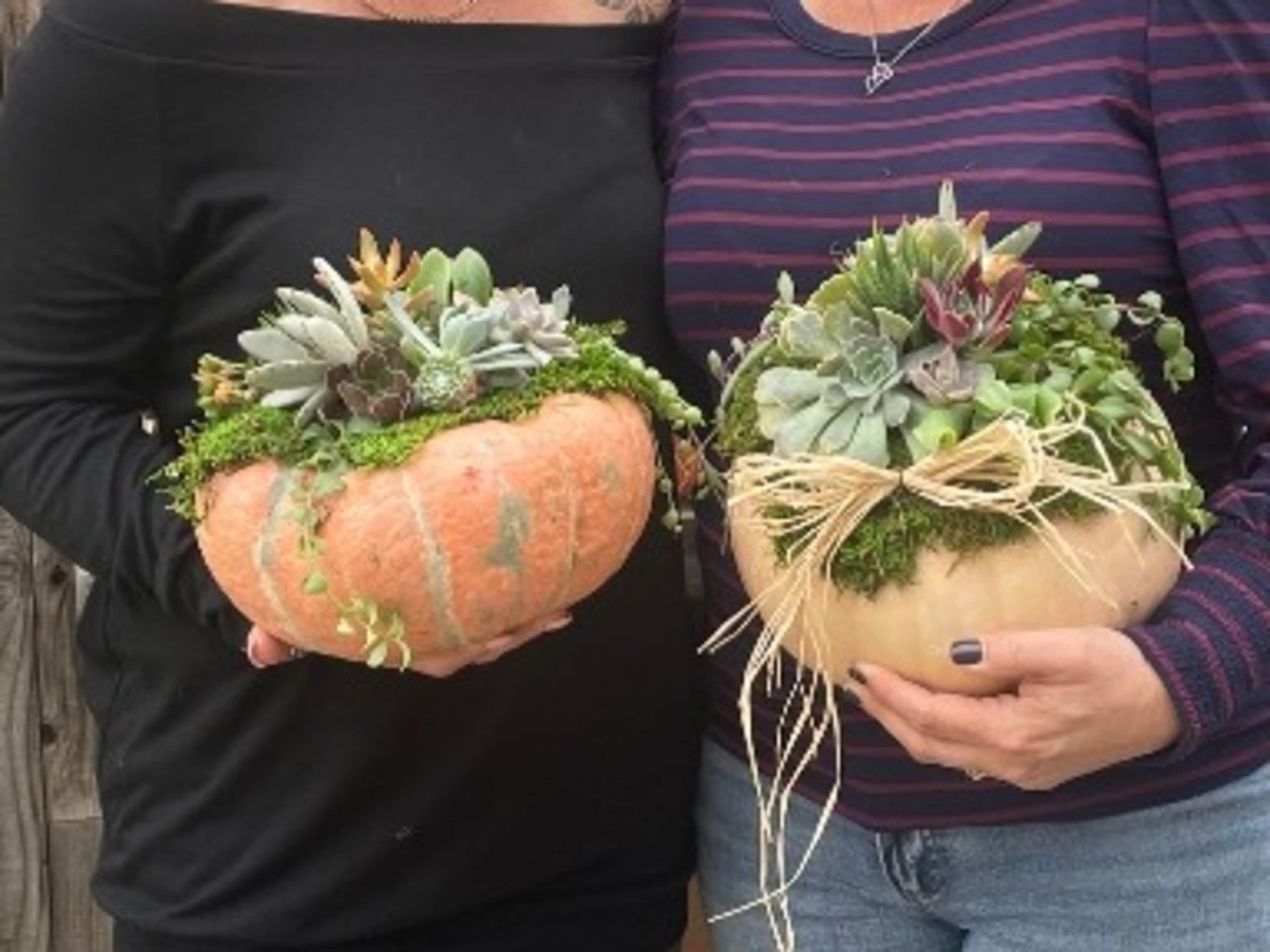 Succulent Pumpkin Workshop 