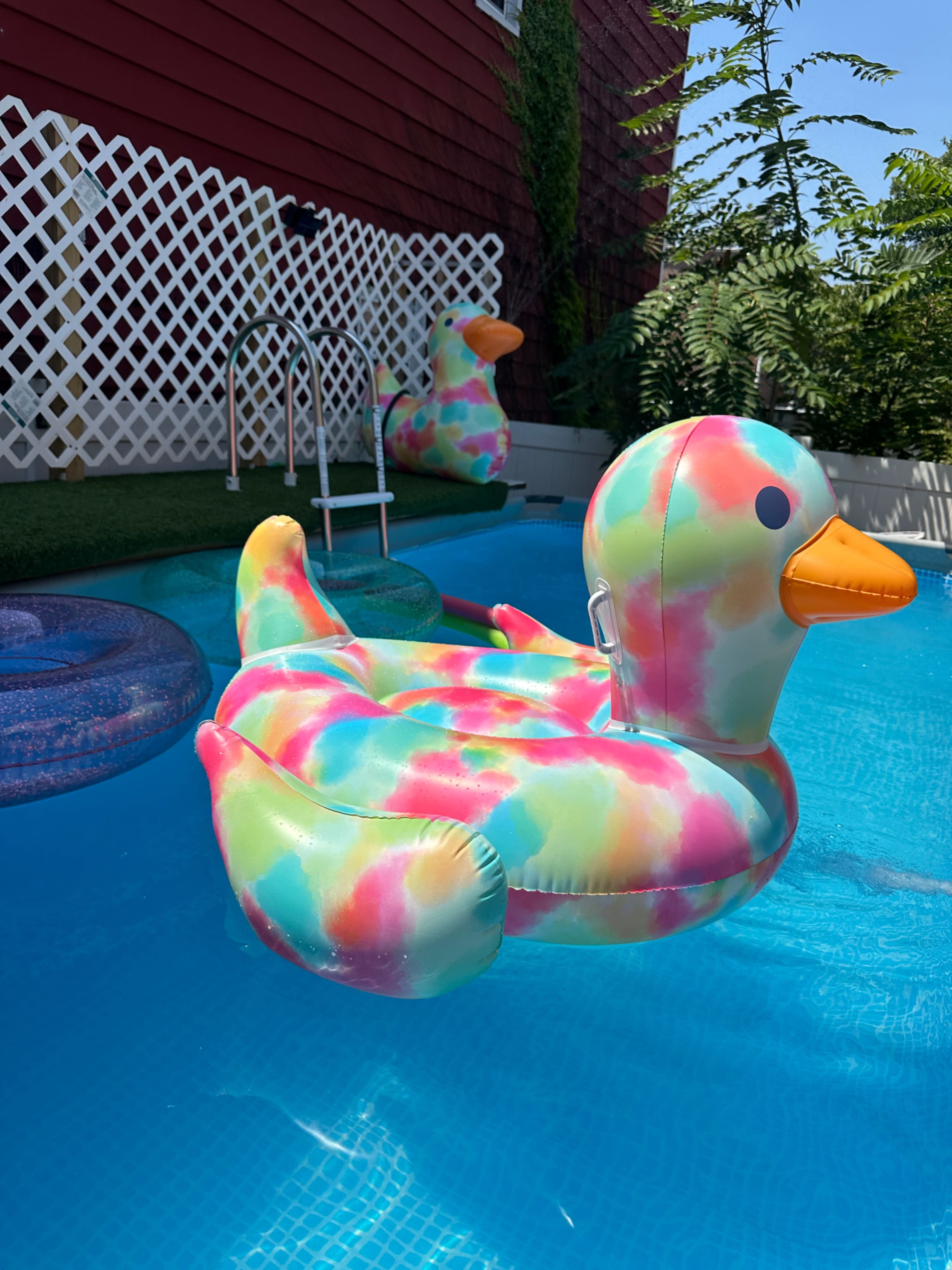 Two colorful, inflatable duck floats are positioned in a swimming pool, with a ladder and greenery in the background.