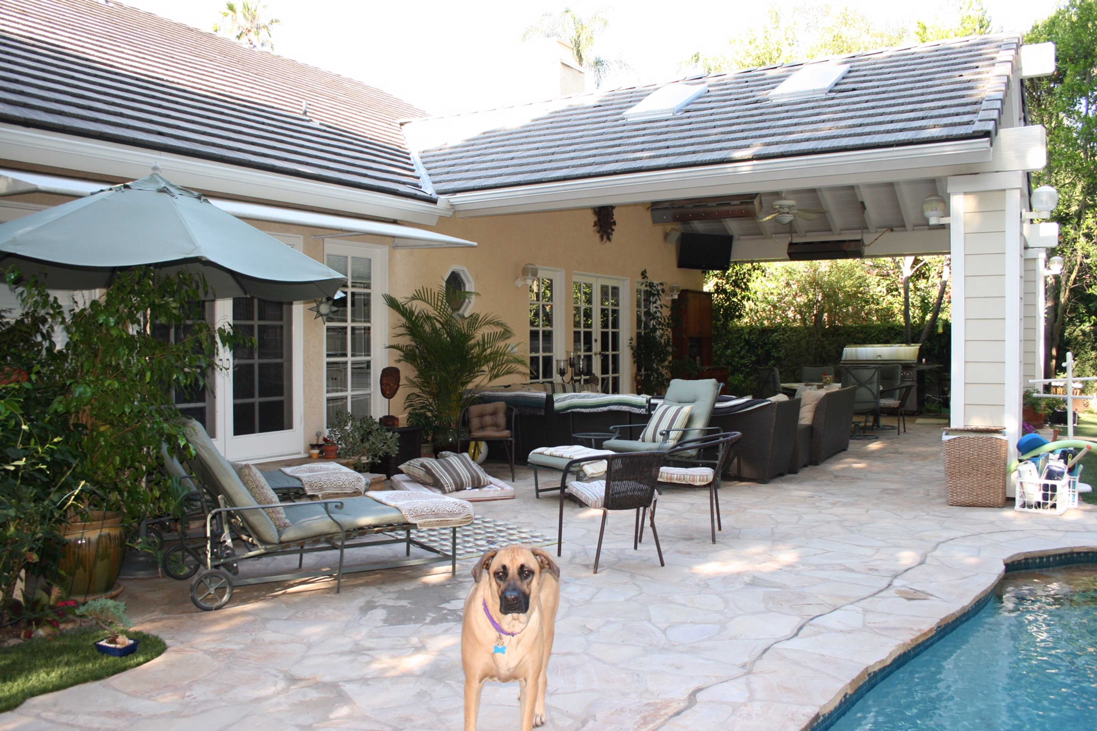 A brown dog stands on a stone patio adjacent to a pool, with outdoor seating and a shaded area in the background.