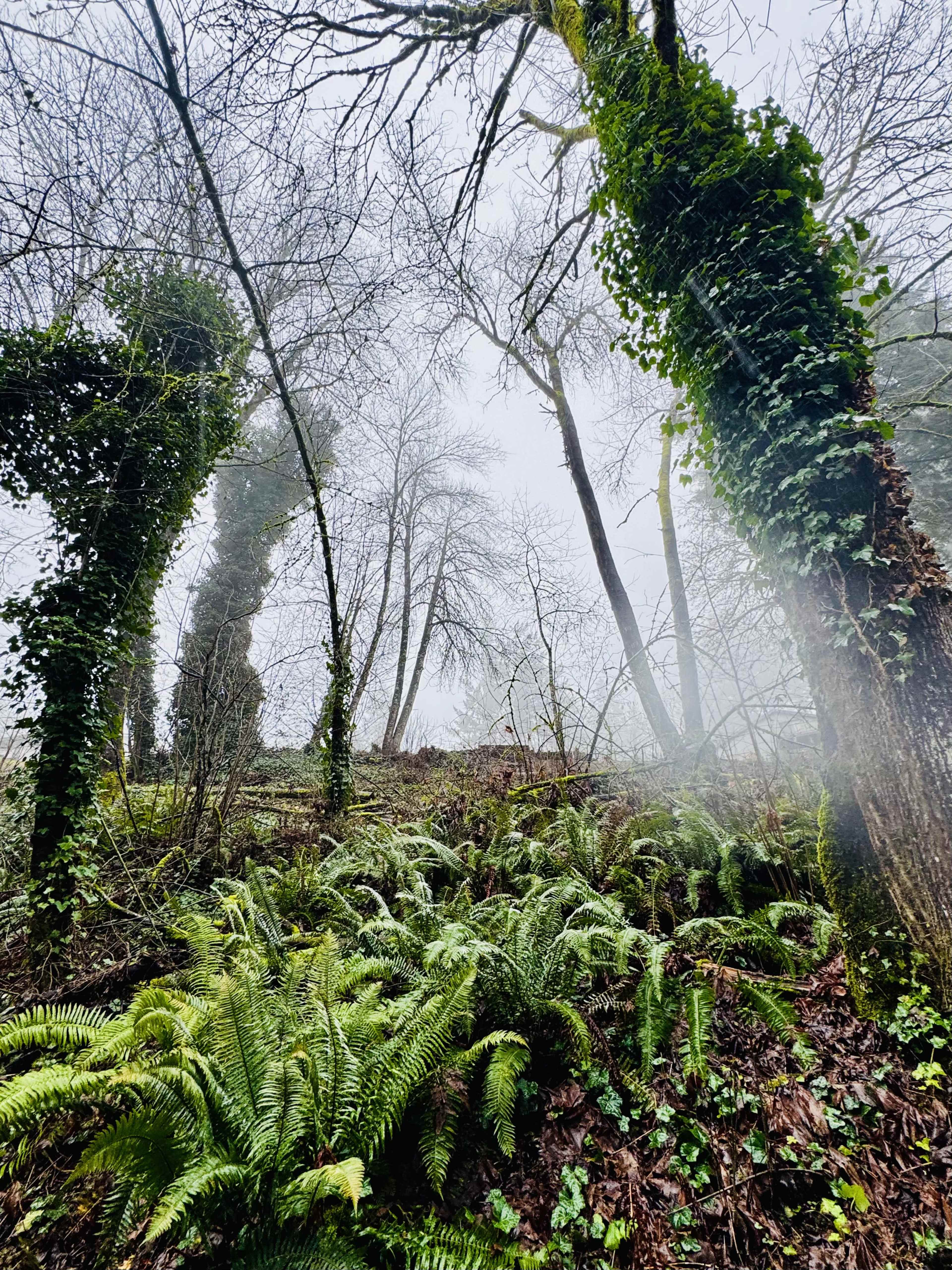 A misty forest scene features tall, bare trees entwined with ivy and surrounded by lush ferns on the forest floor.