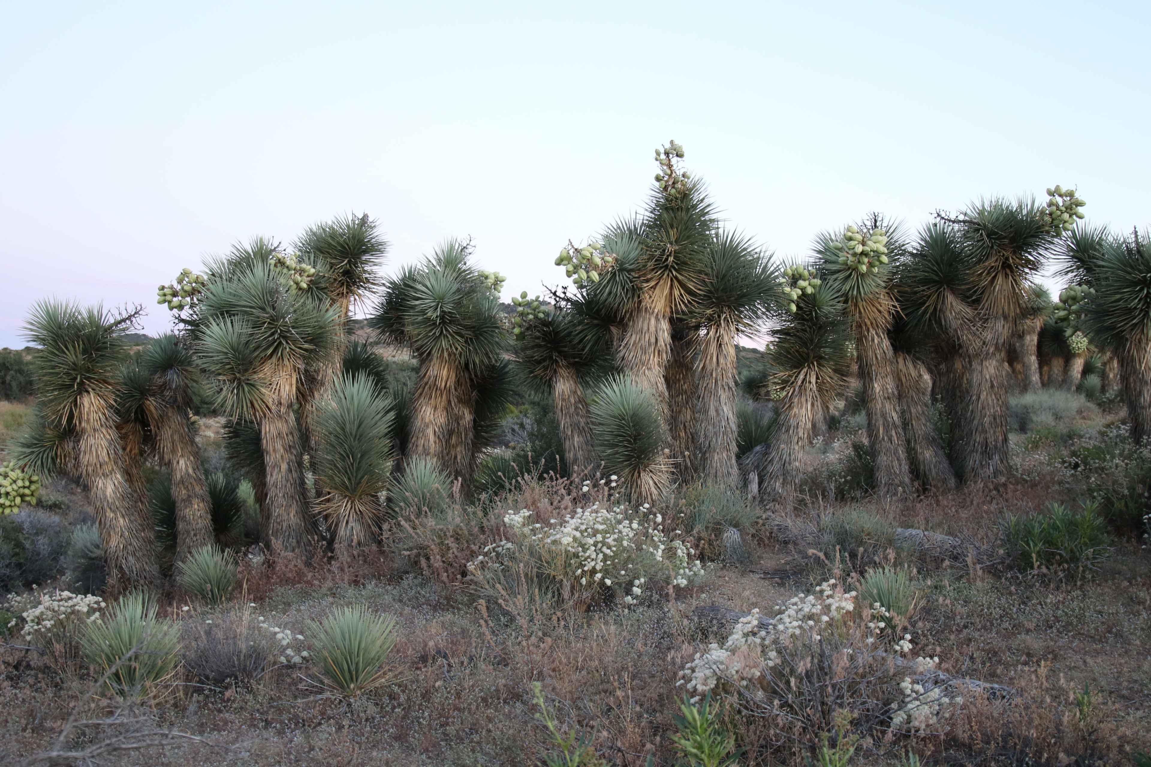 A group of tall, spiky plants stands in a desert landscape, surrounded by sparse vegetation.
