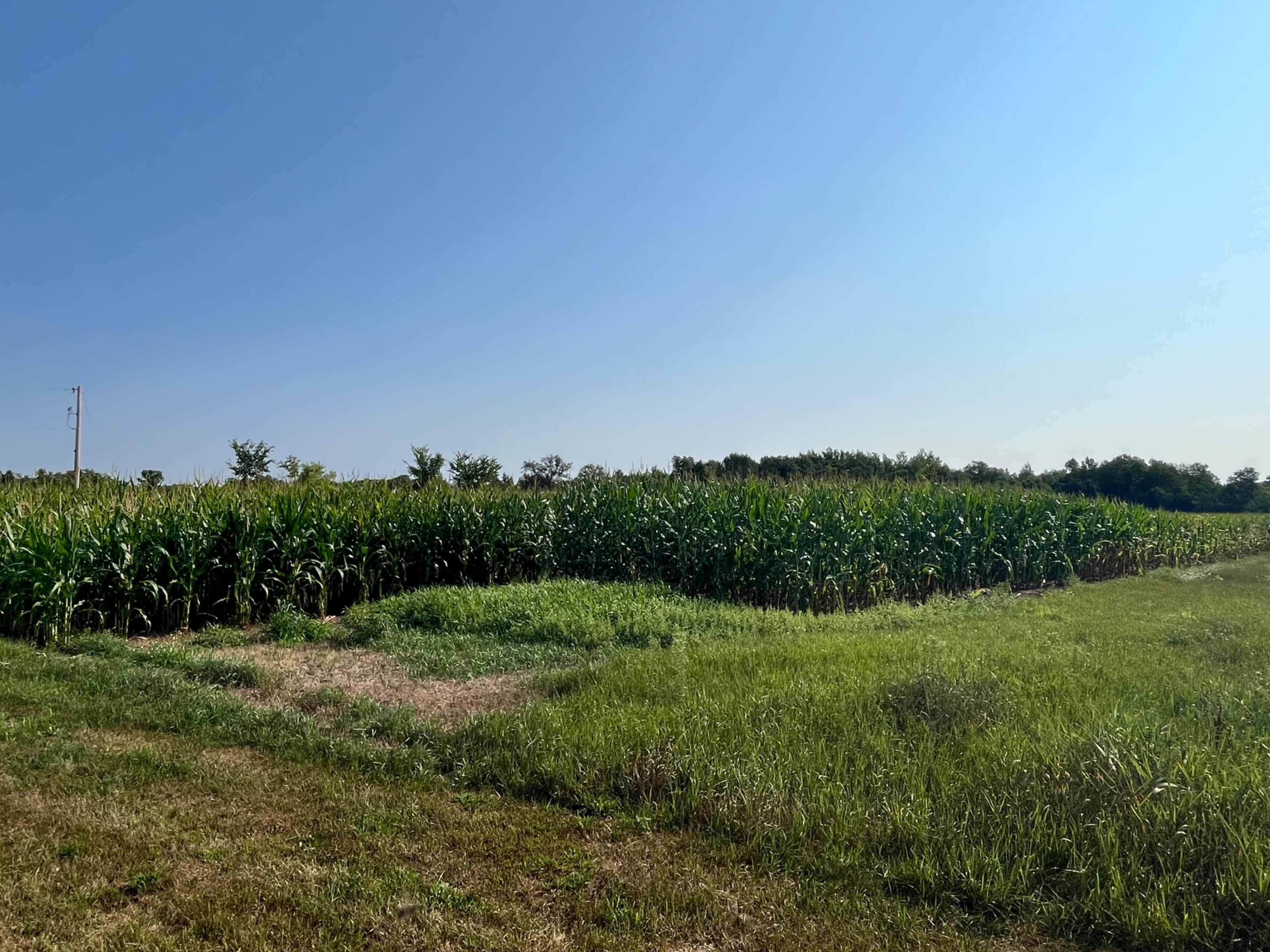 A field of tall corn plants stretches under a clear blue sky, bordered by grassy patches and trees in the distance.