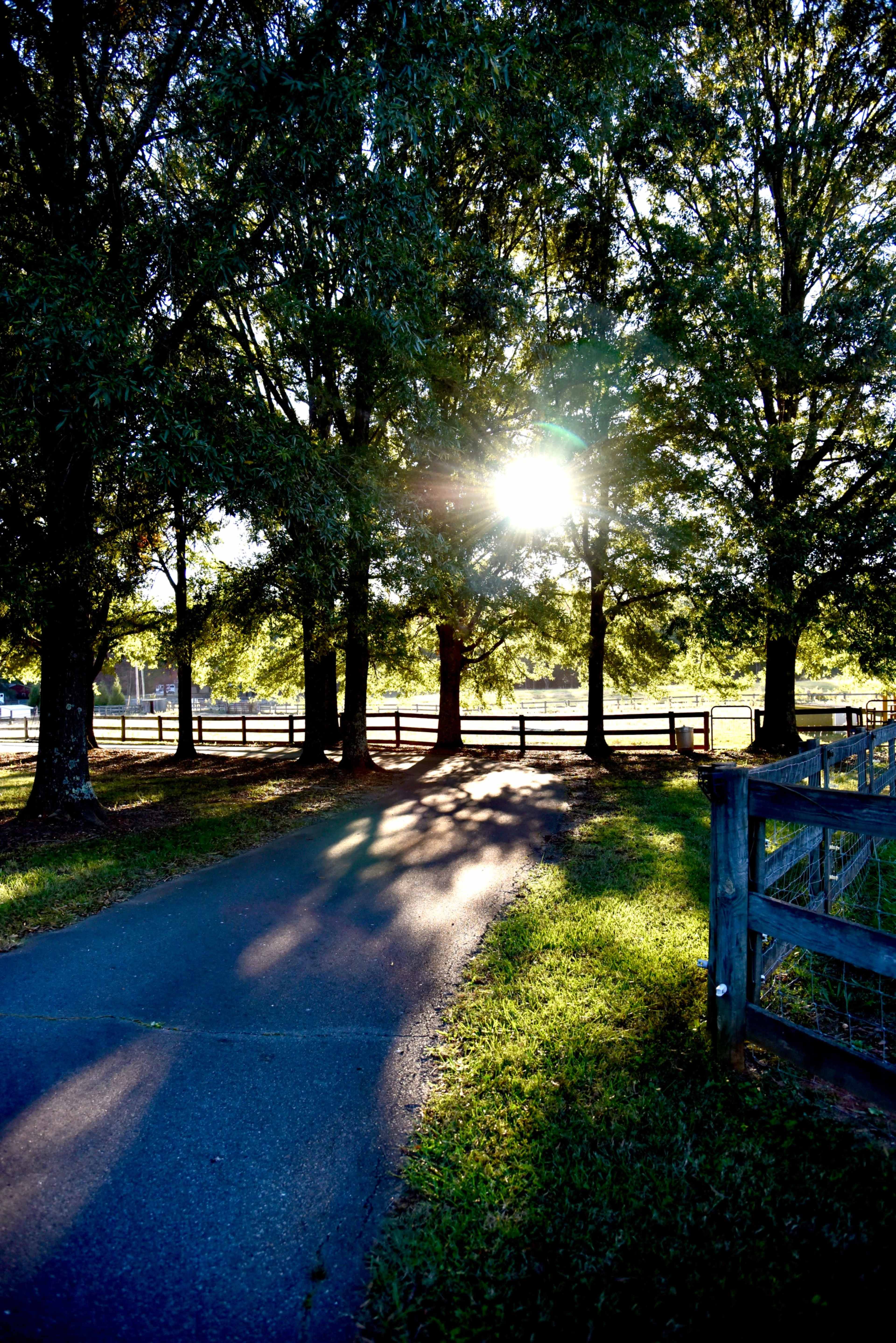 A sunbeam breaks through the branches of trees lining a gravel path near a wooden fence.