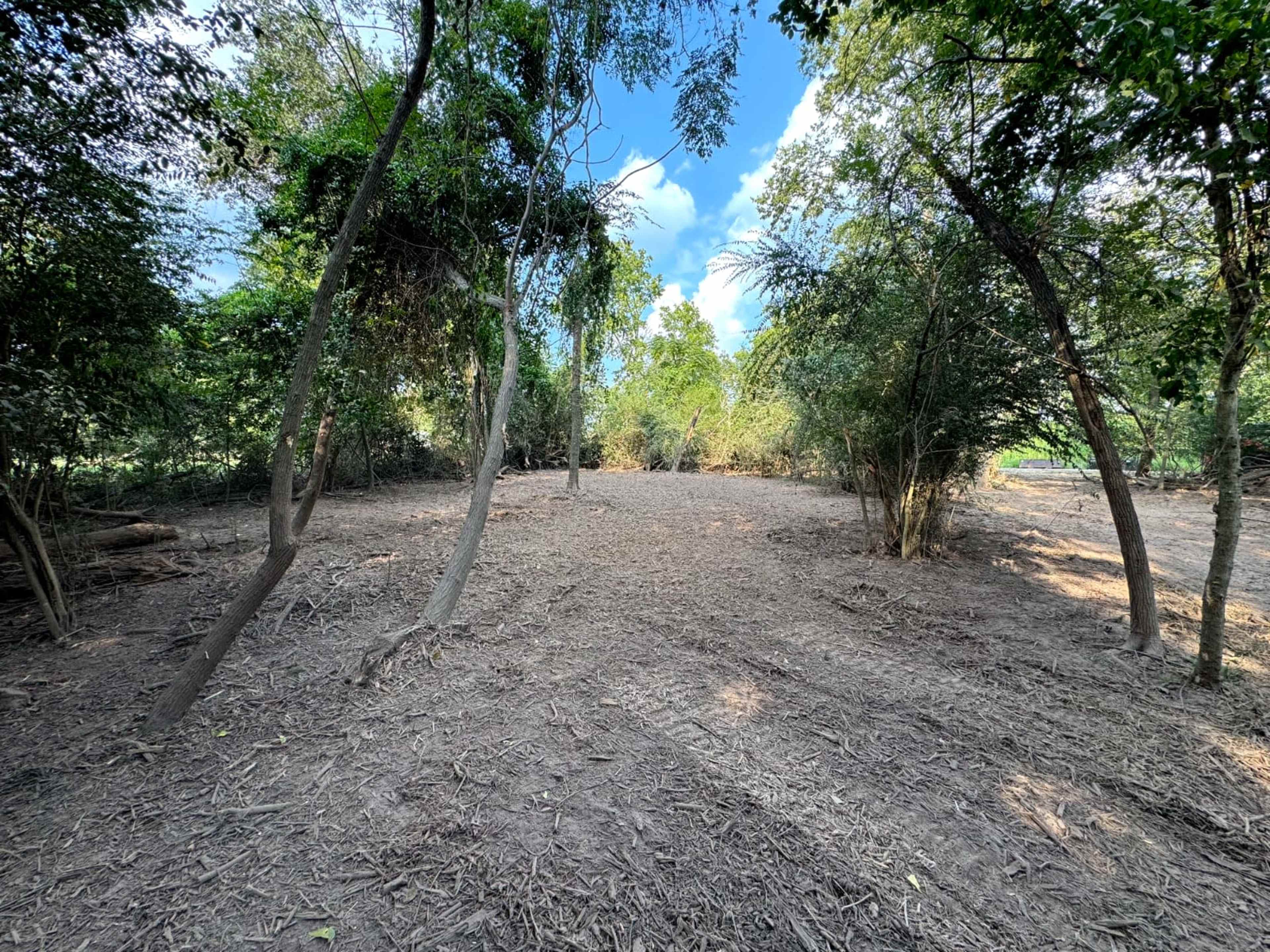 A clearing in a forest surrounded by trees and dense vegetation.