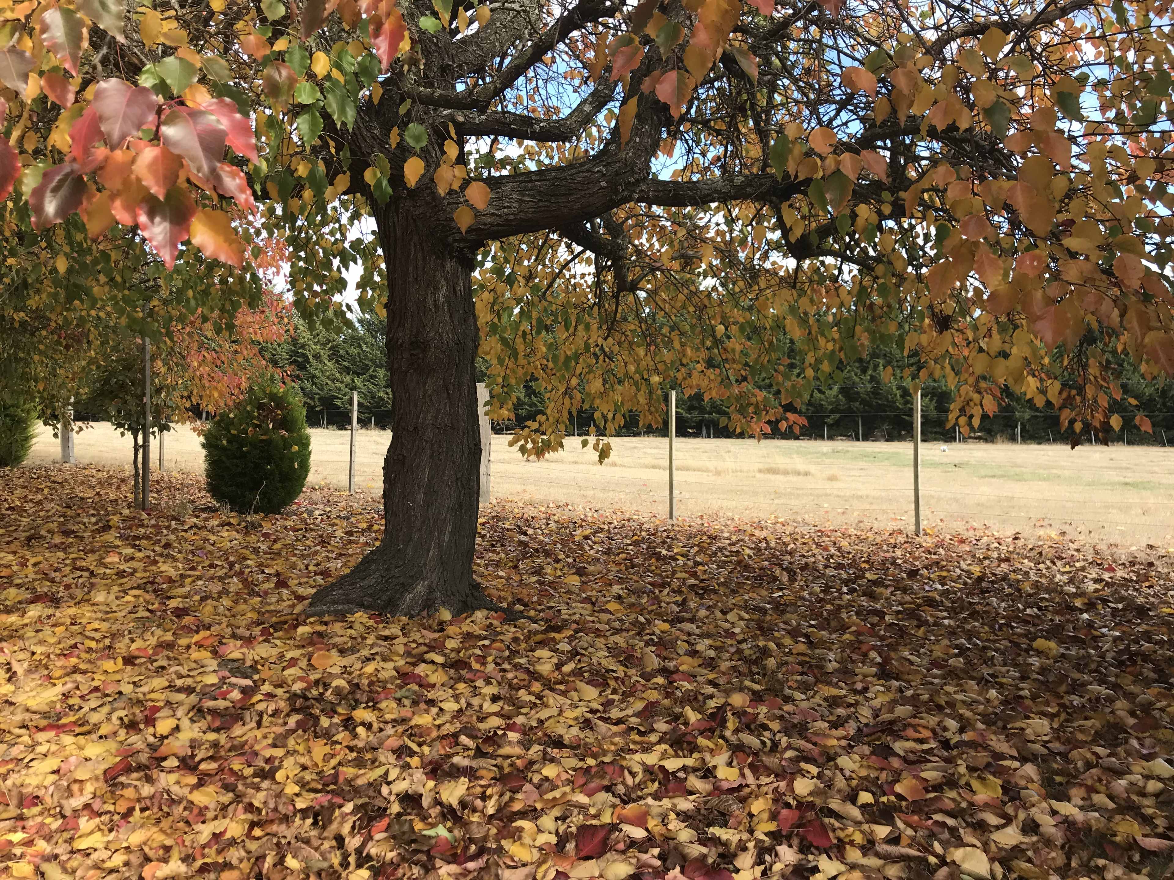A tree with autumn leaves stands next to a field covered in fallen foliage.