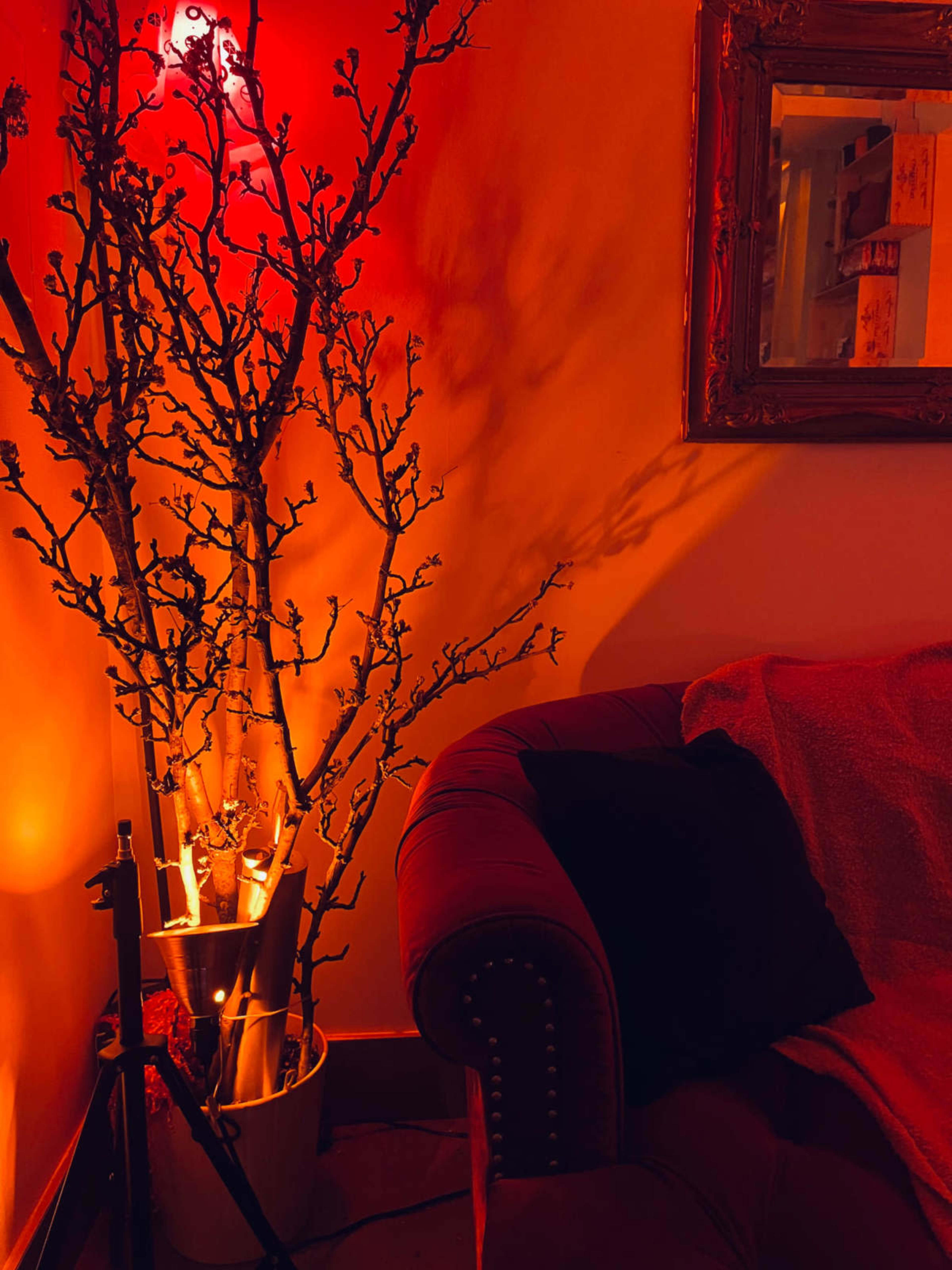 A red-lit corner of a room features a decorative tree branch in a pot next to a velvet sofa with a dark cushion and a blanket draped over it.