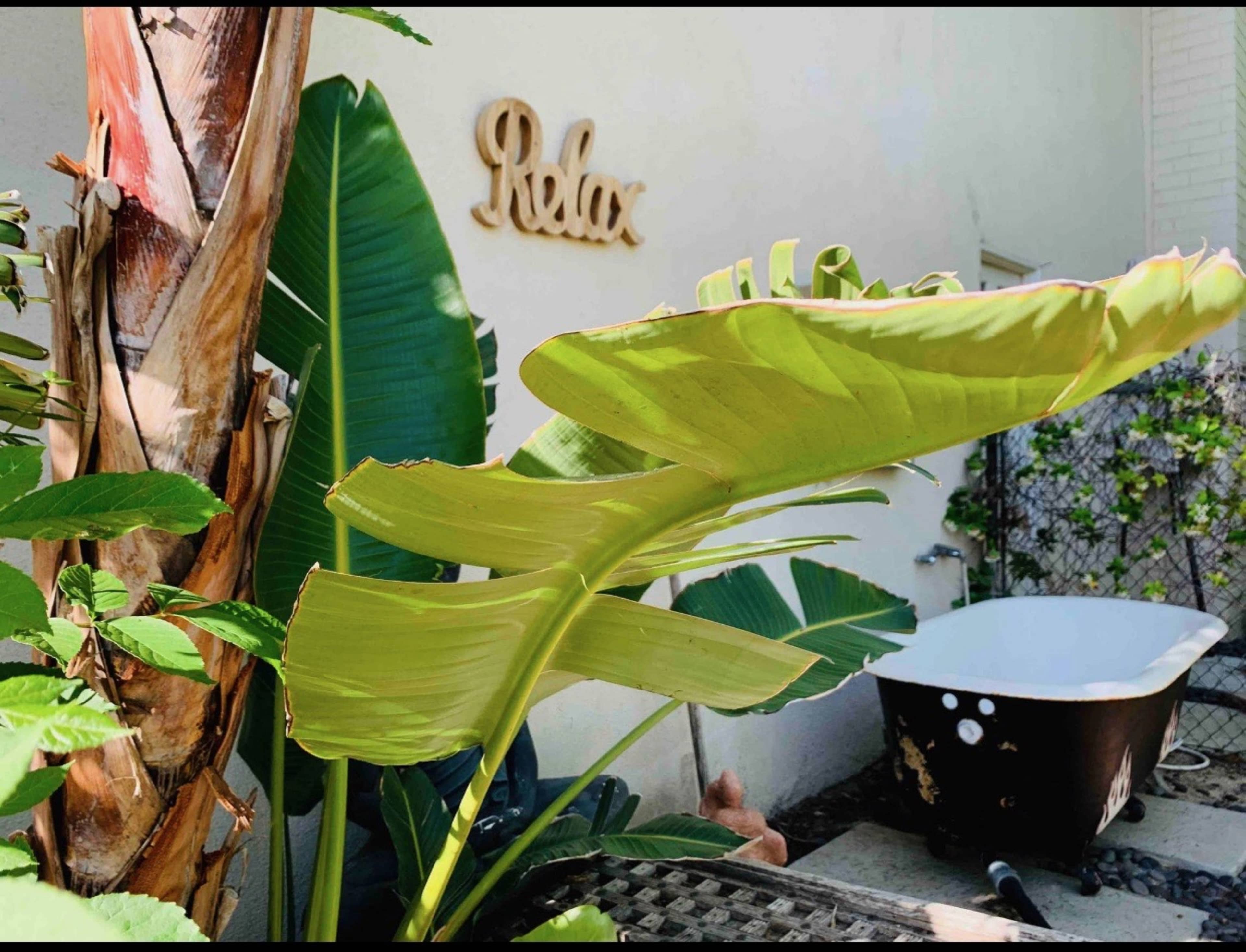 A bathtub sits against a wall surrounded by tropical plants, with a wooden "Relax" sign in the background.