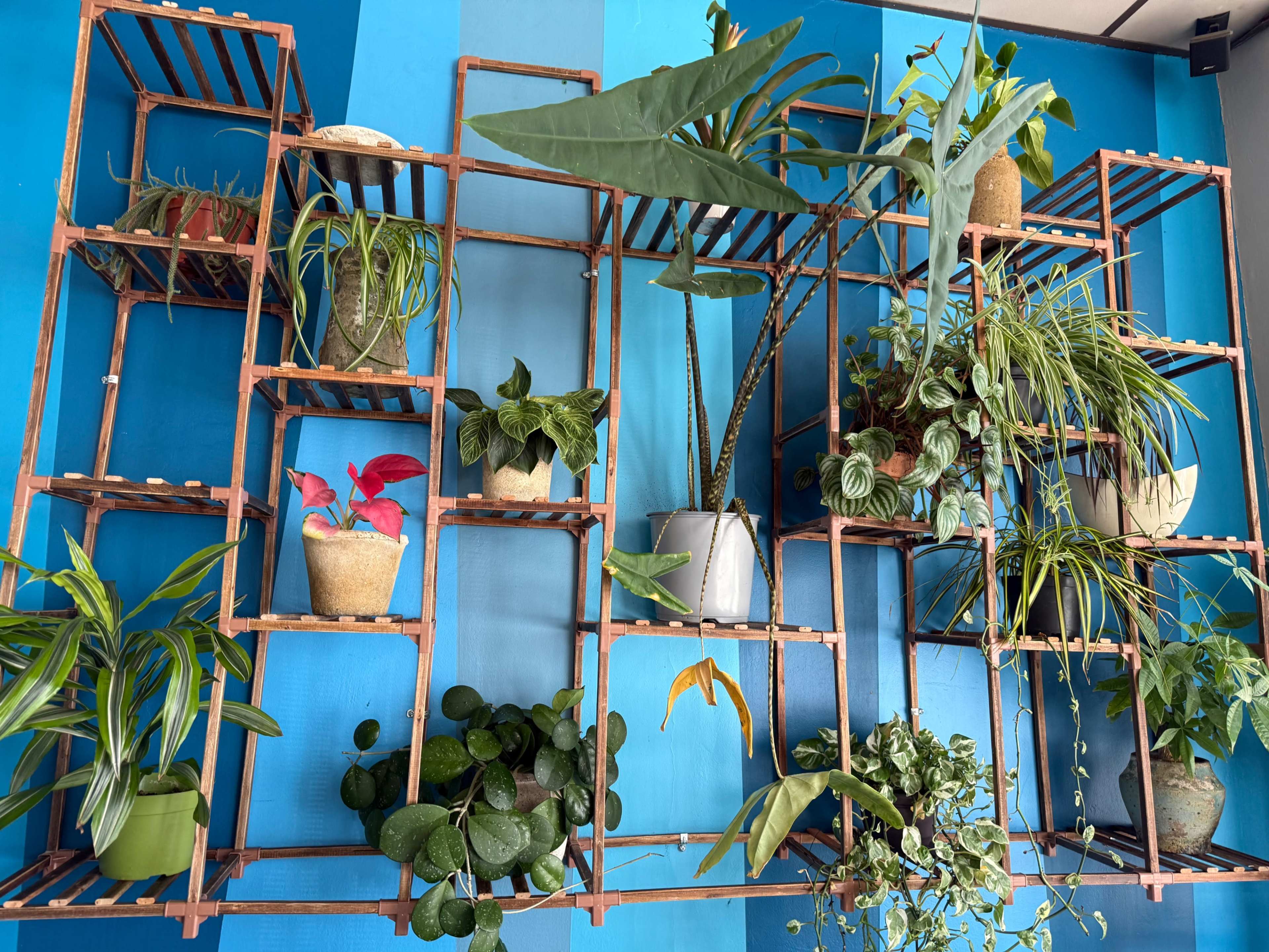A wooden shelving unit against a blue wall displays various potted plants.