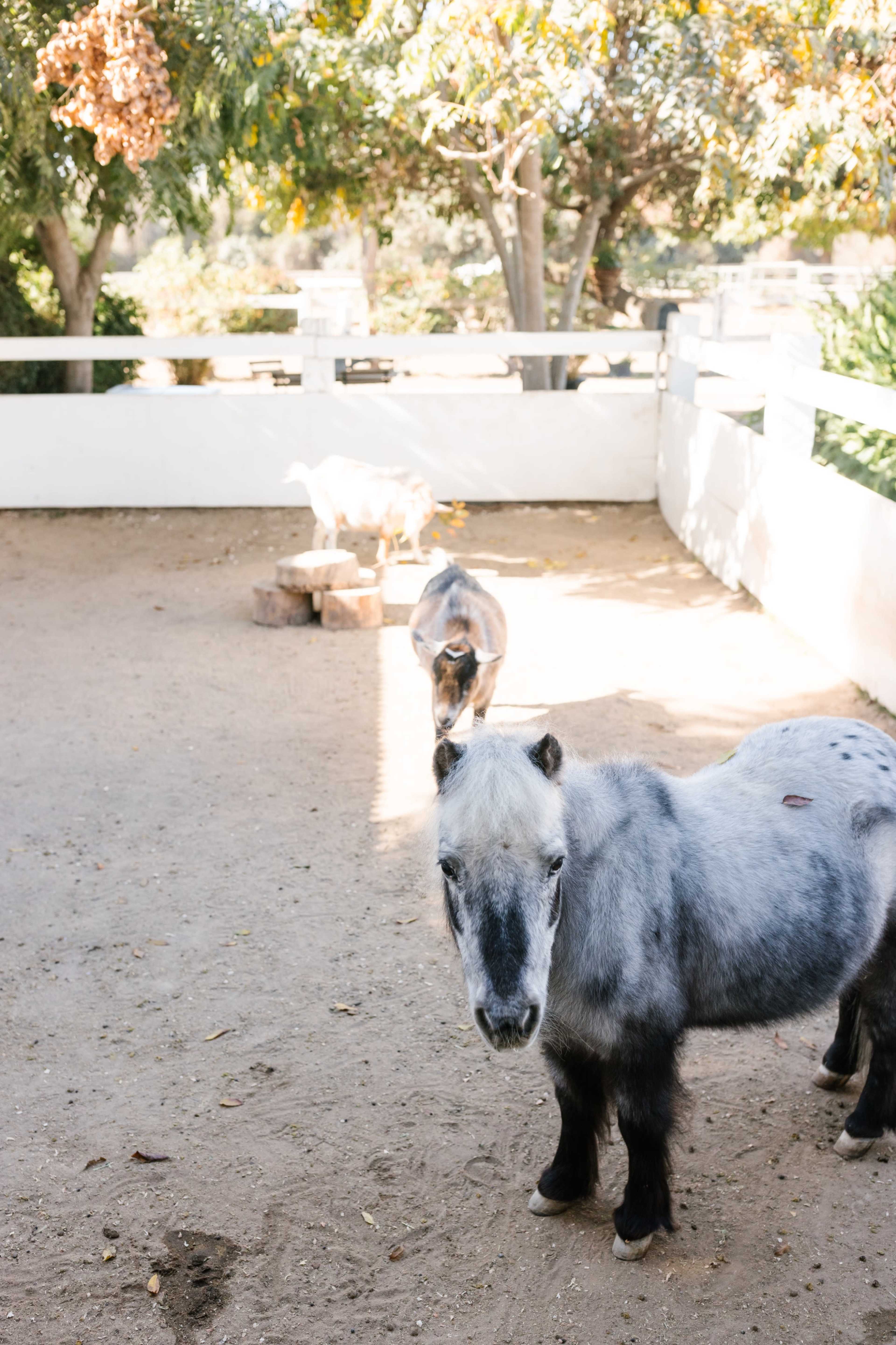 White Barn & Petting Zoo Image in Long Beach, Long Beach, CA