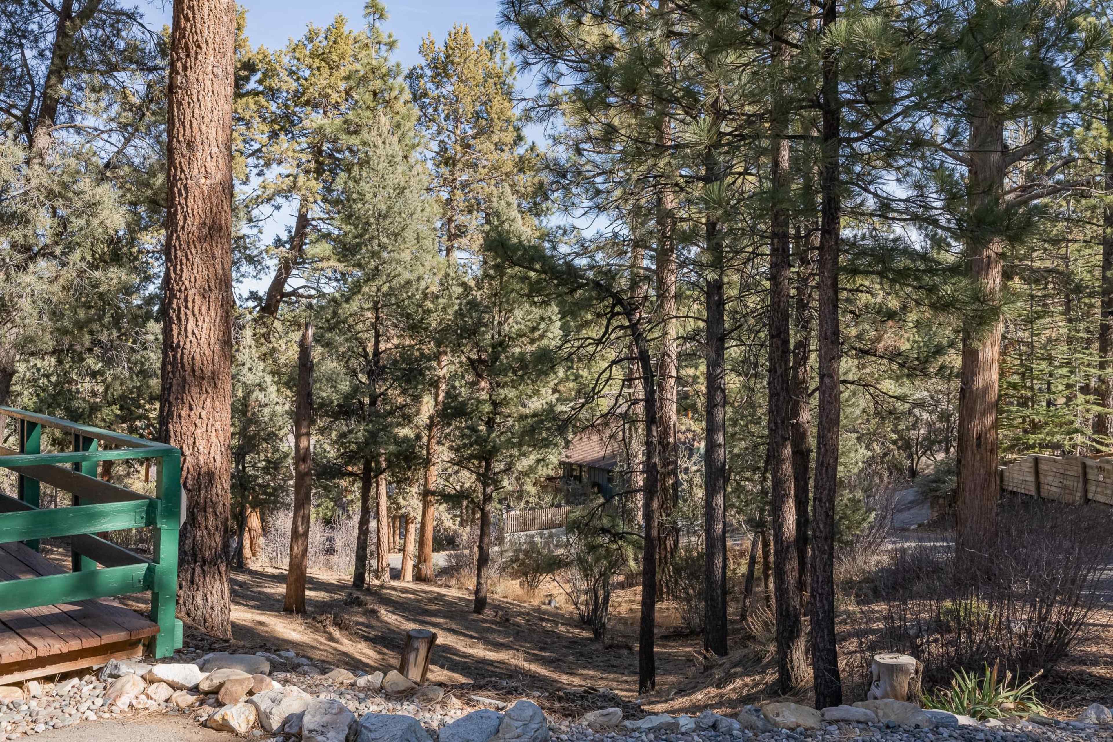 A forested area with tall pine trees and a gravel pathway leading through the underbrush.