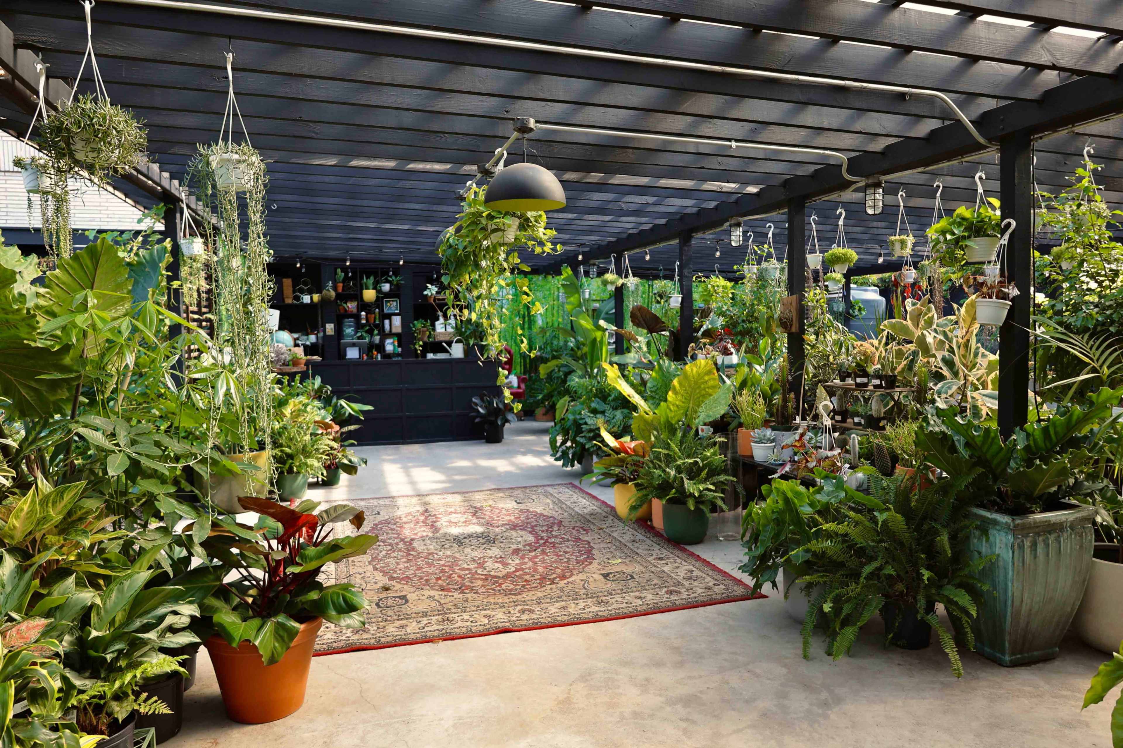 The image shows a well-lit indoor greenhouse filled with various plants and hanging greenery, featuring a decorative rug in the center.