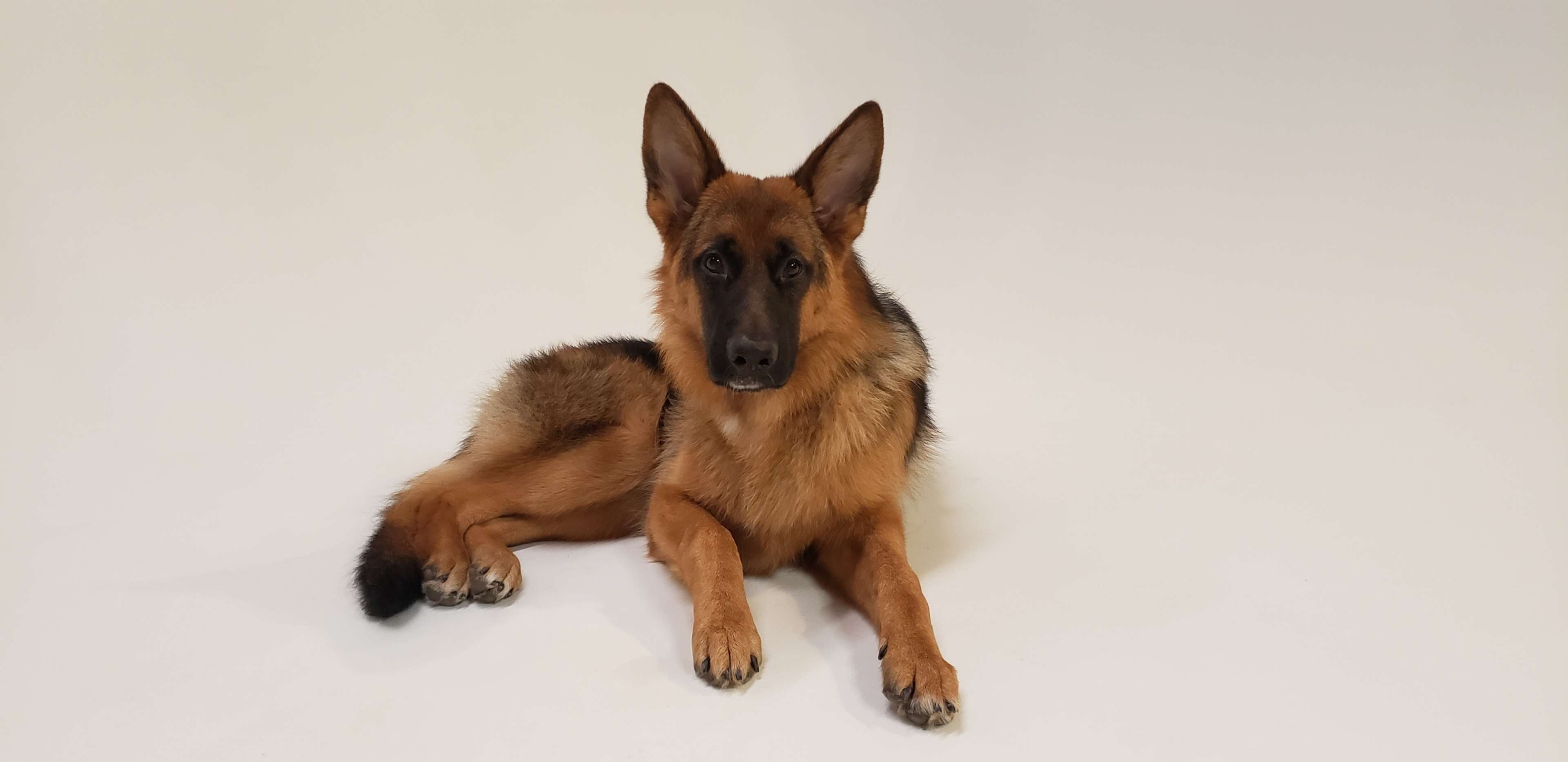 A German Shepherd dog is lying on a white surface.