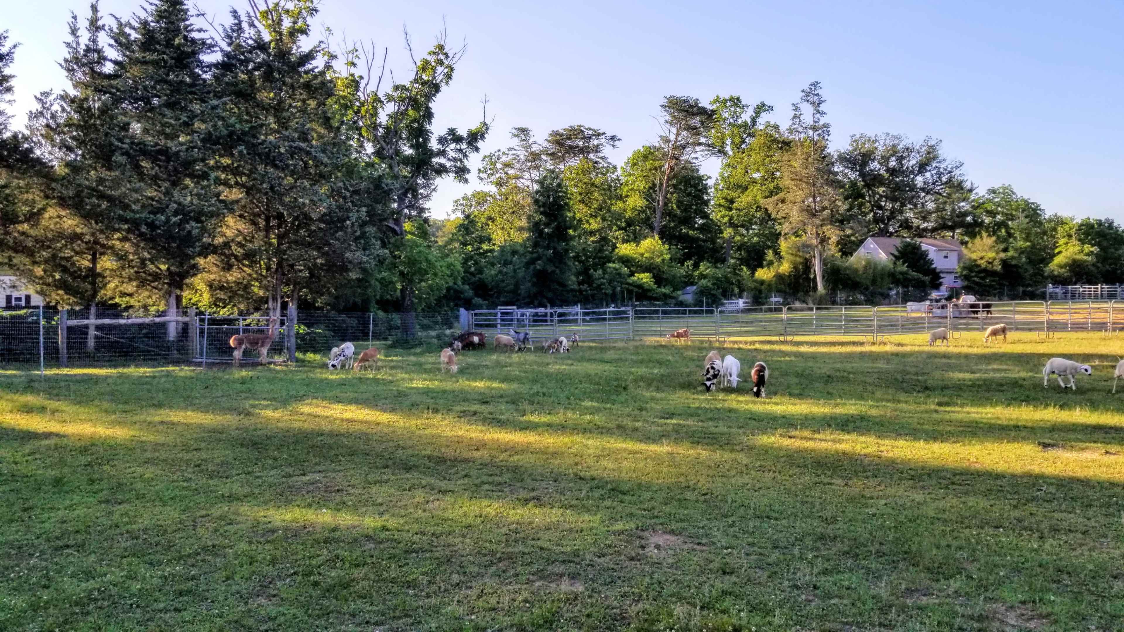 A group of goats and sheep grazes in a fenced pasture surrounded by trees.
