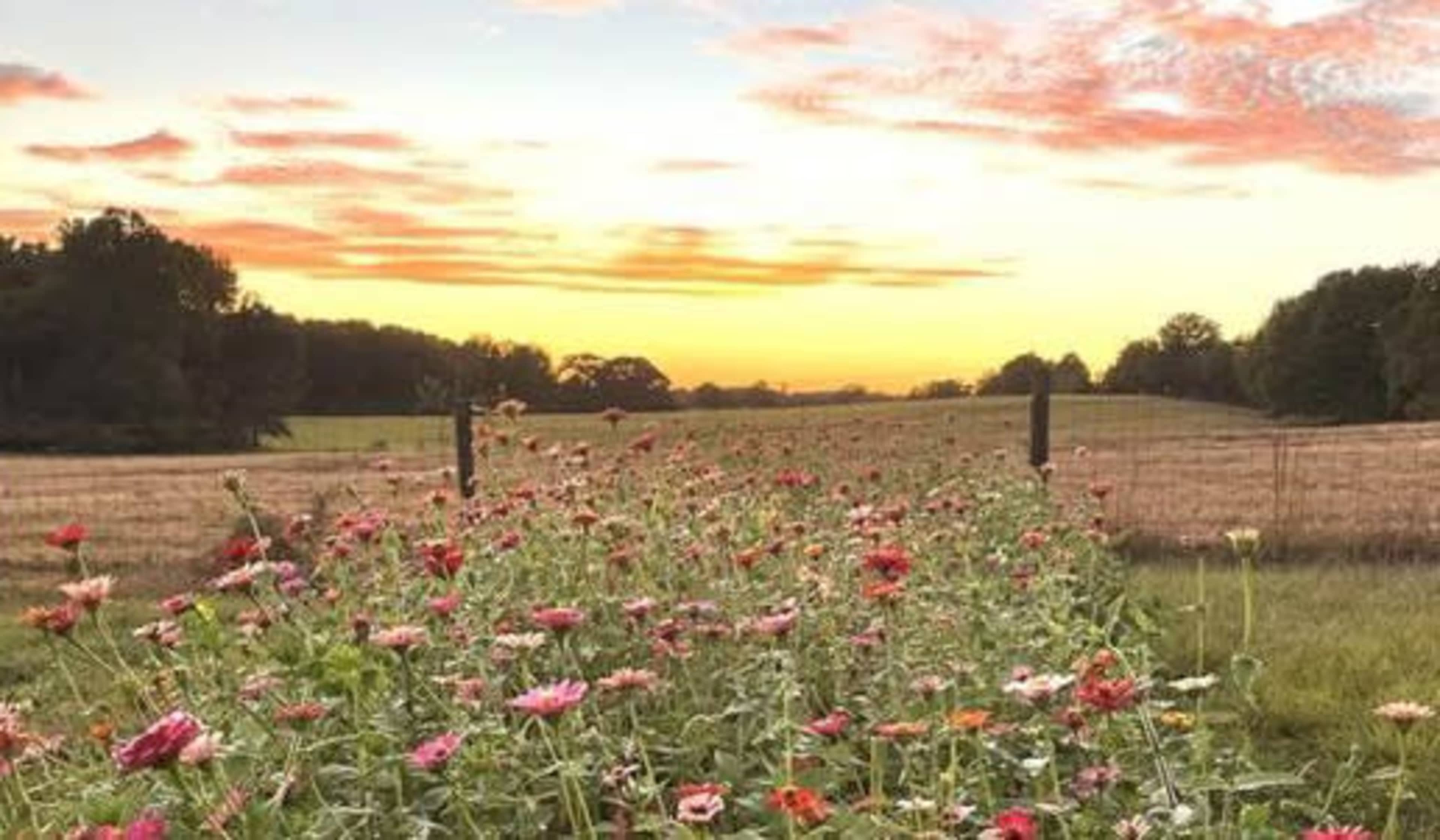 A field of colorful flowers stretches along a fence under a sunset sky with clouds.