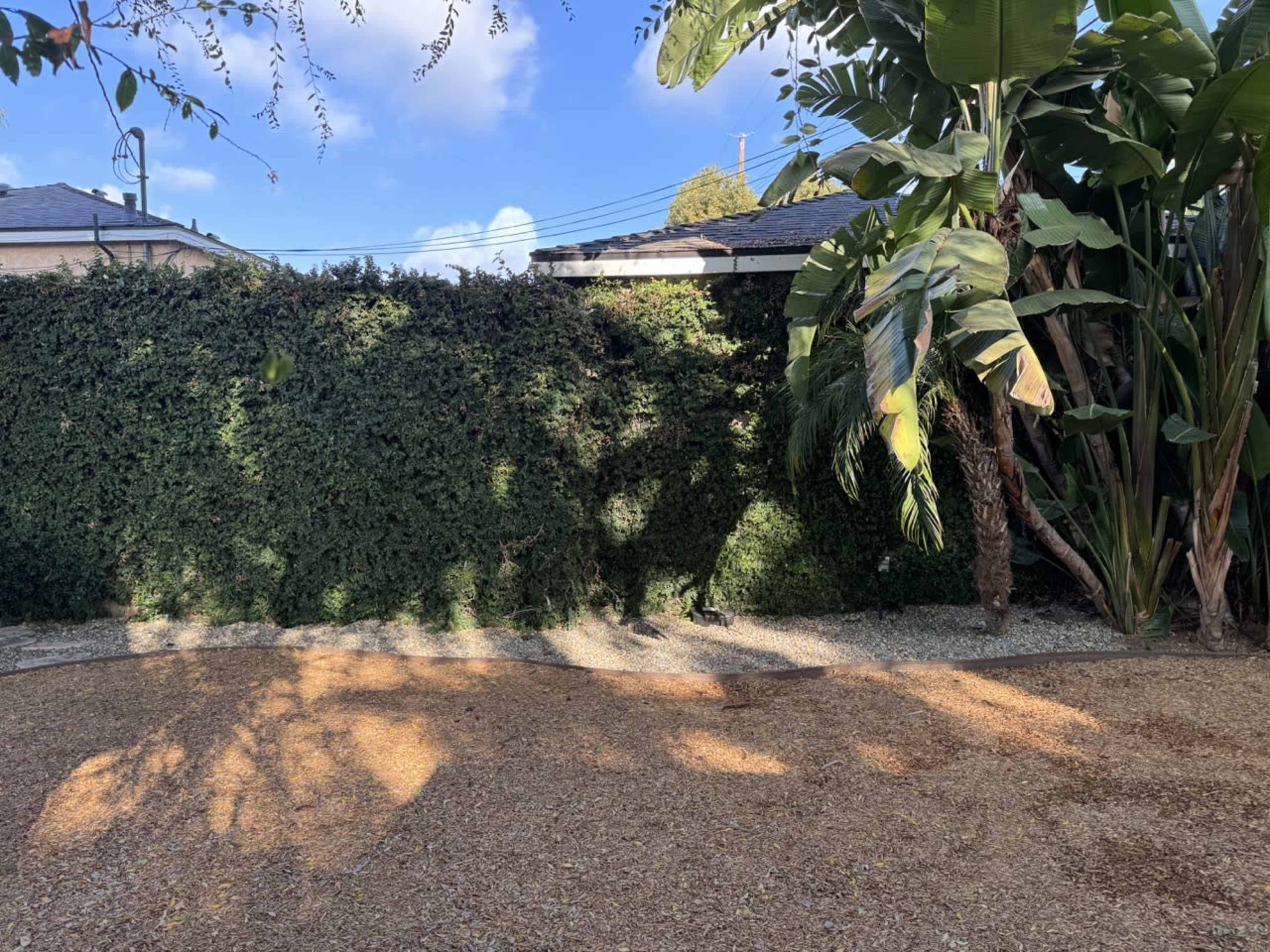 The image shows a garden area with gravel ground, bordered by a dense green hedge and flanked by large tropical plants under a blue sky.