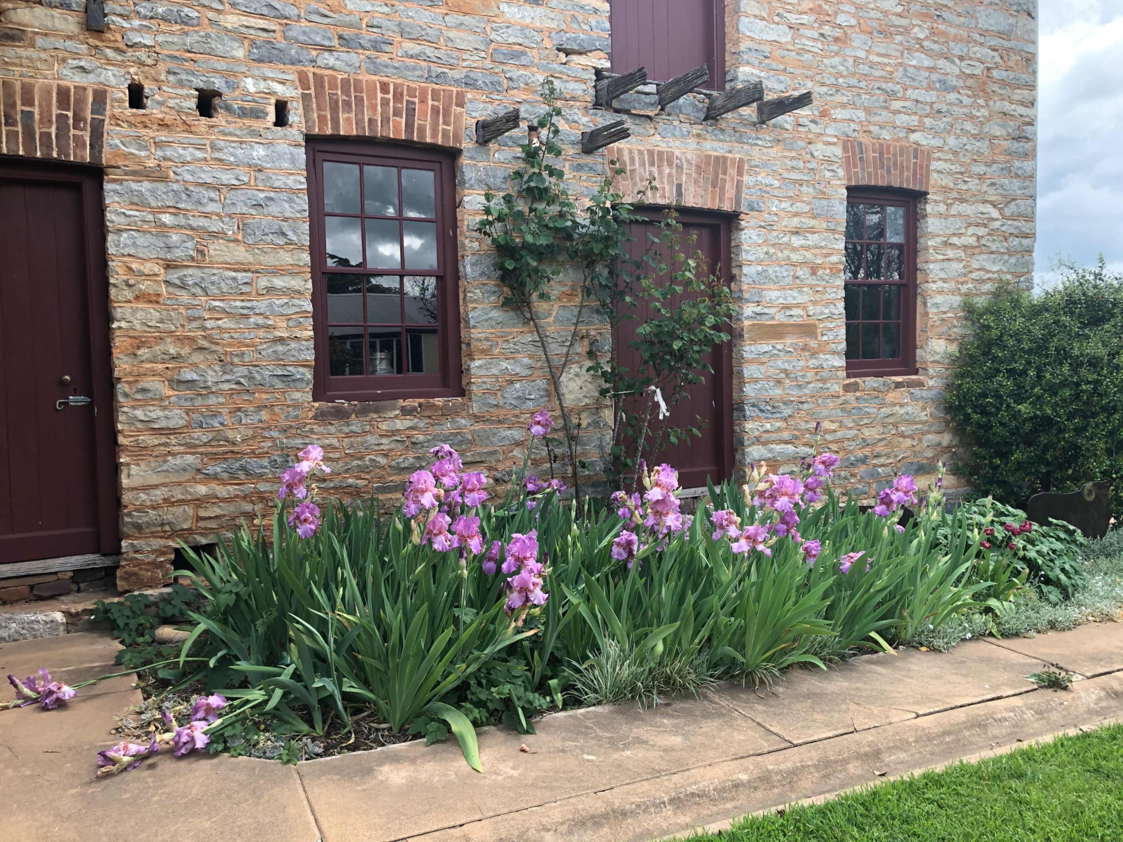 The image shows a stone building with two red doors, framed by a garden of purple irises and green foliage along a stone pathway.