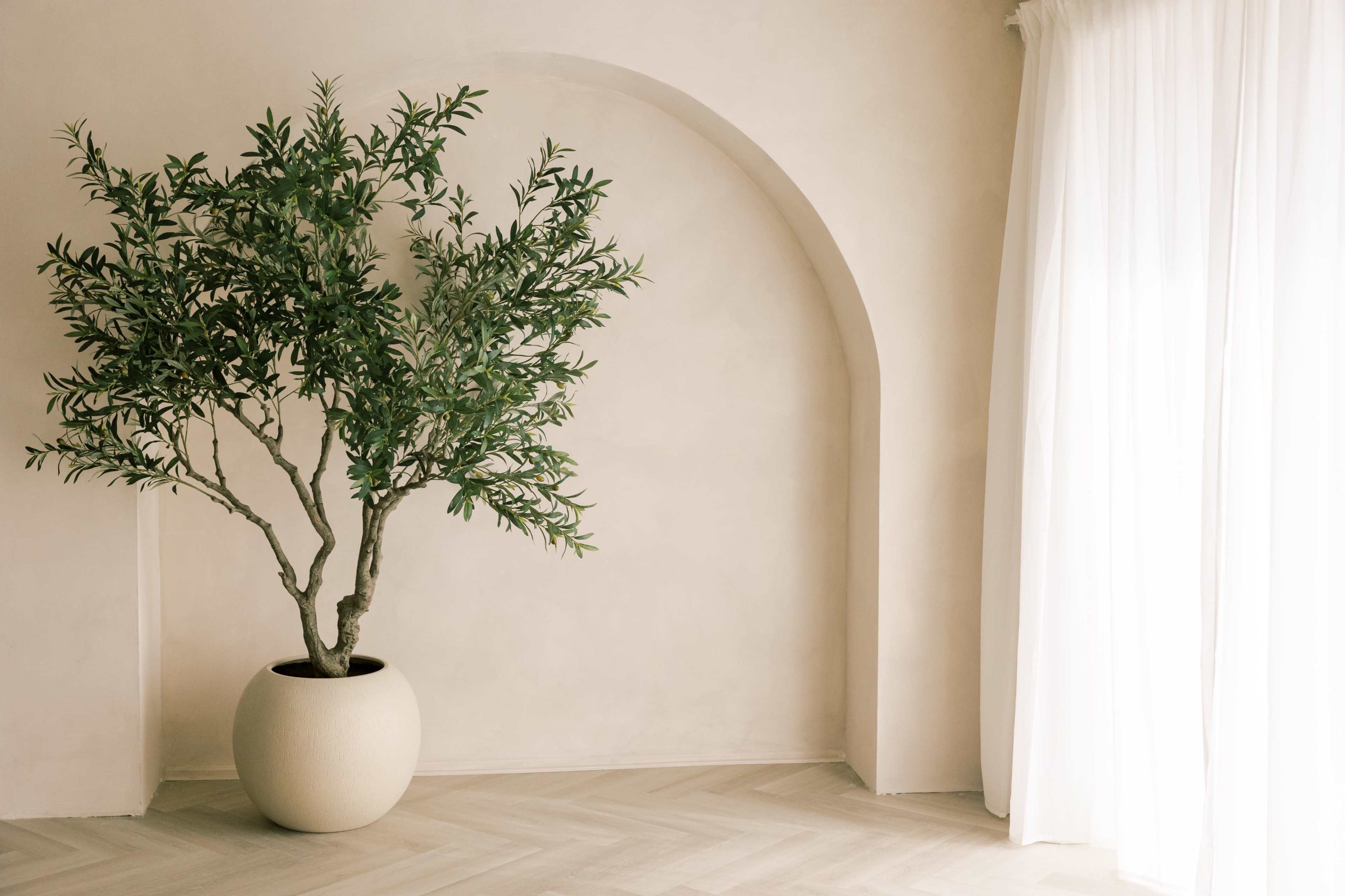 A potted olive tree is positioned next to a large, sheer curtain in a minimalistic, softly lit interior space.