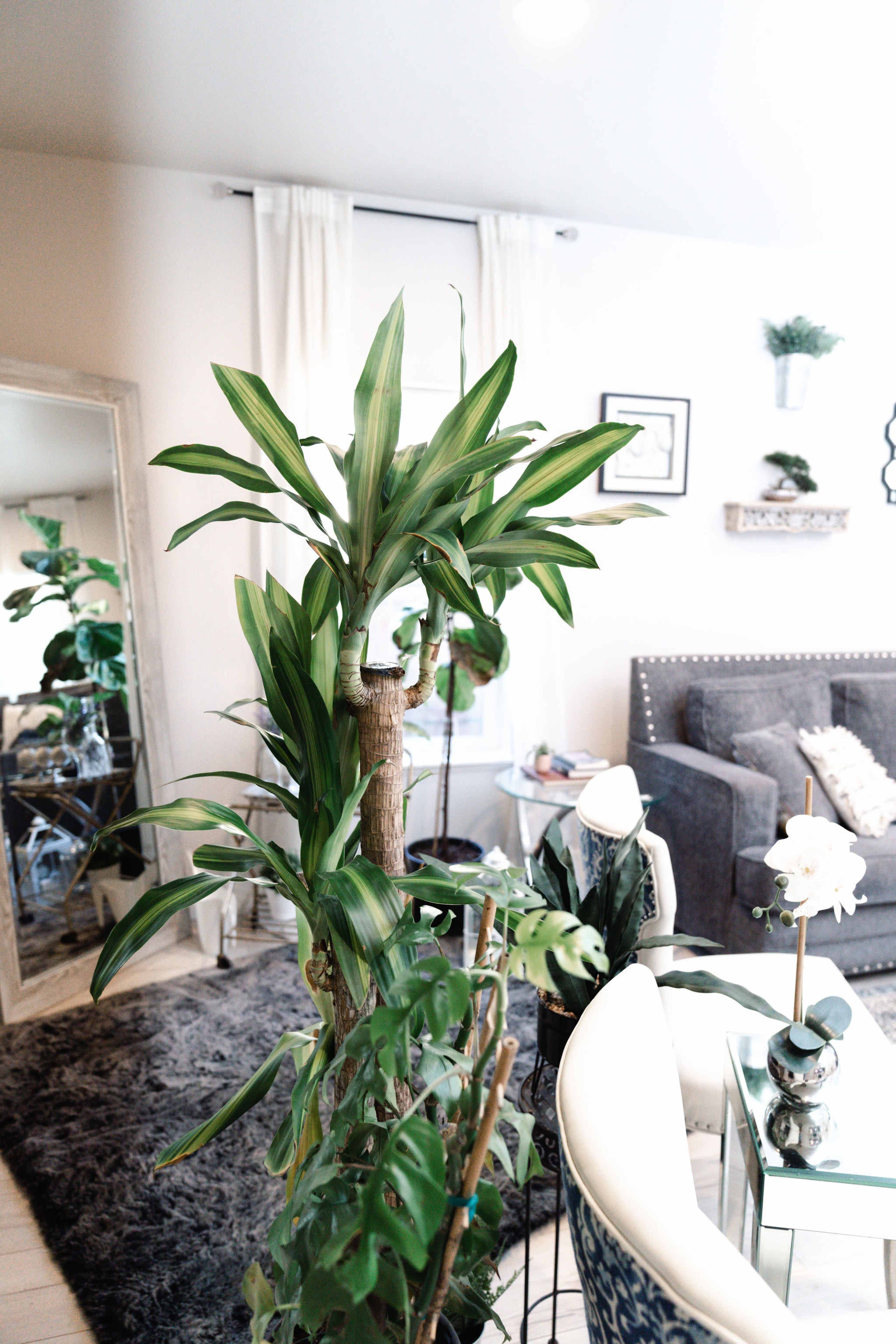 A tall plant with long green leaves stands in the foreground, while a cozy living area with a gray sofa and decorative elements is visible in the background.