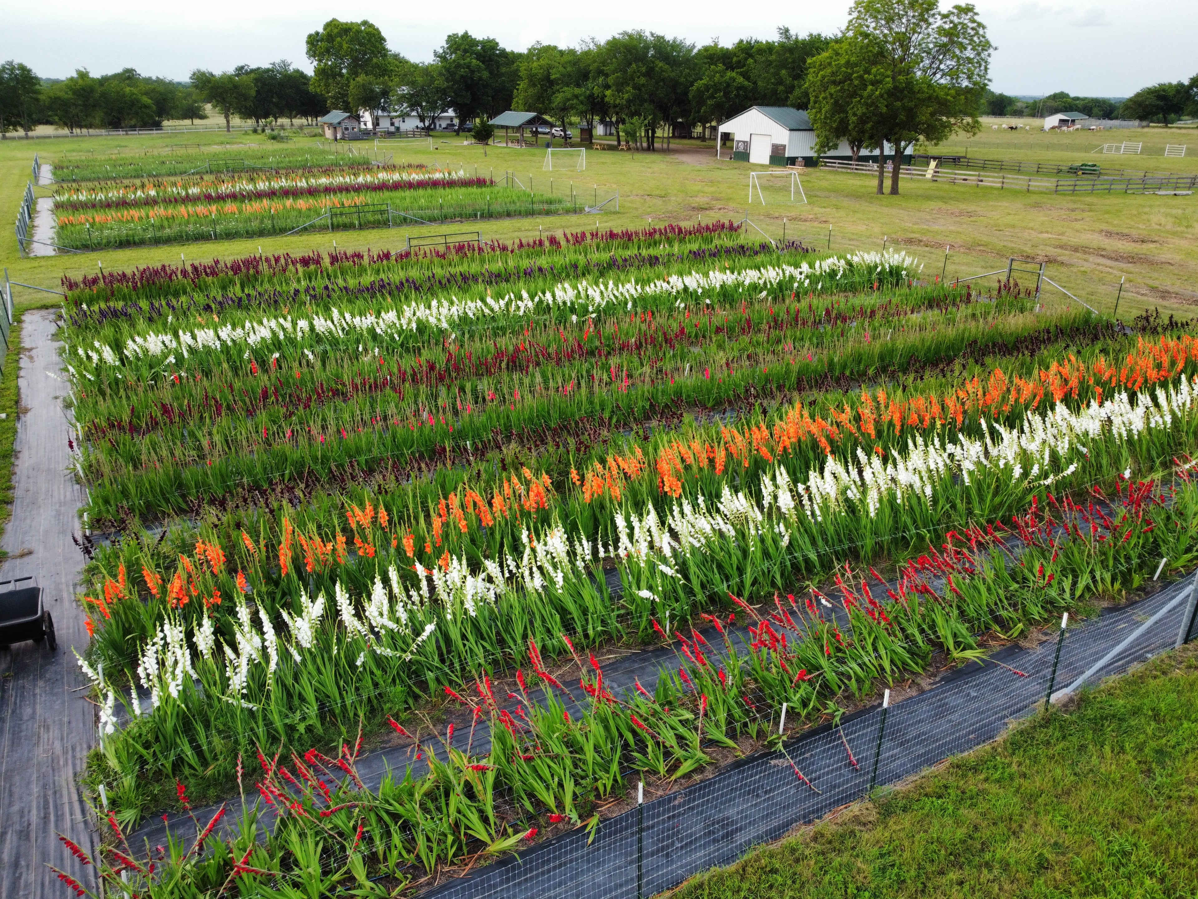 A wide field of blooming gladiolus flowers arranged in rows of various colors, with a rural landscape and farm structures in the background.