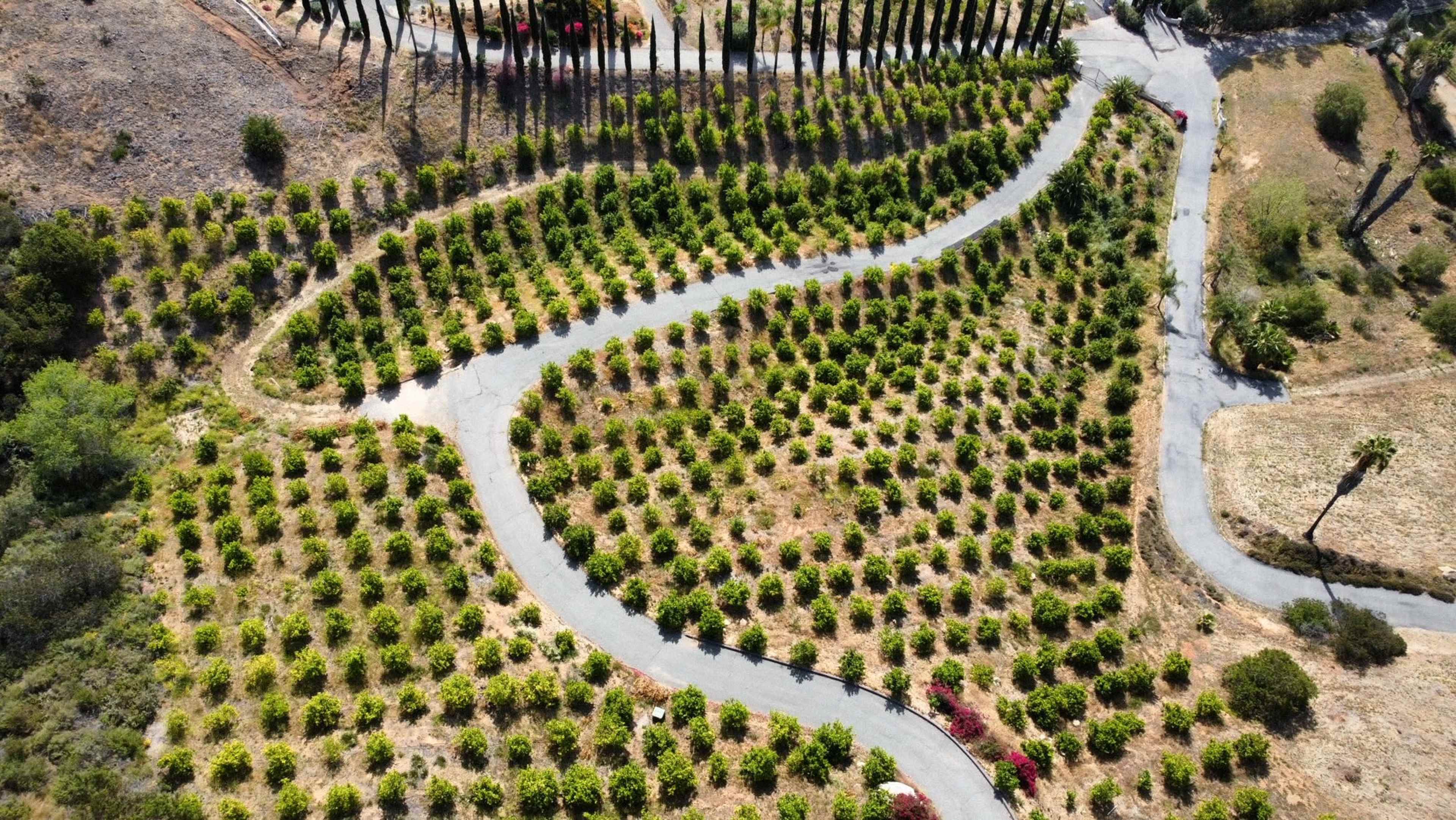 The image shows an aerial view of a winding road surrounded by neatly arranged rows of shrubs or small plants in a landscaped area.