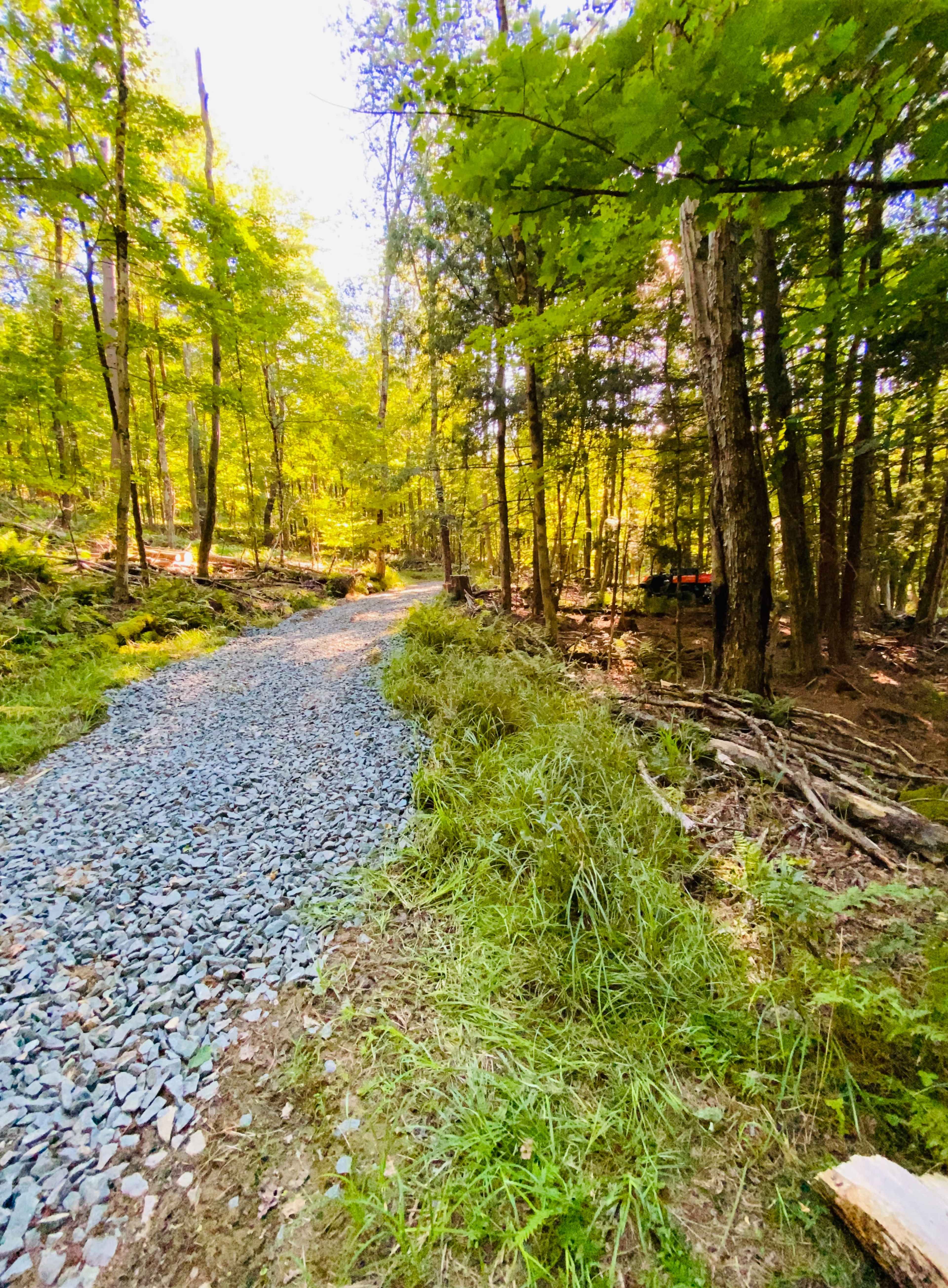 A gravel path winds through a wooded area with vibrant green trees and underbrush.