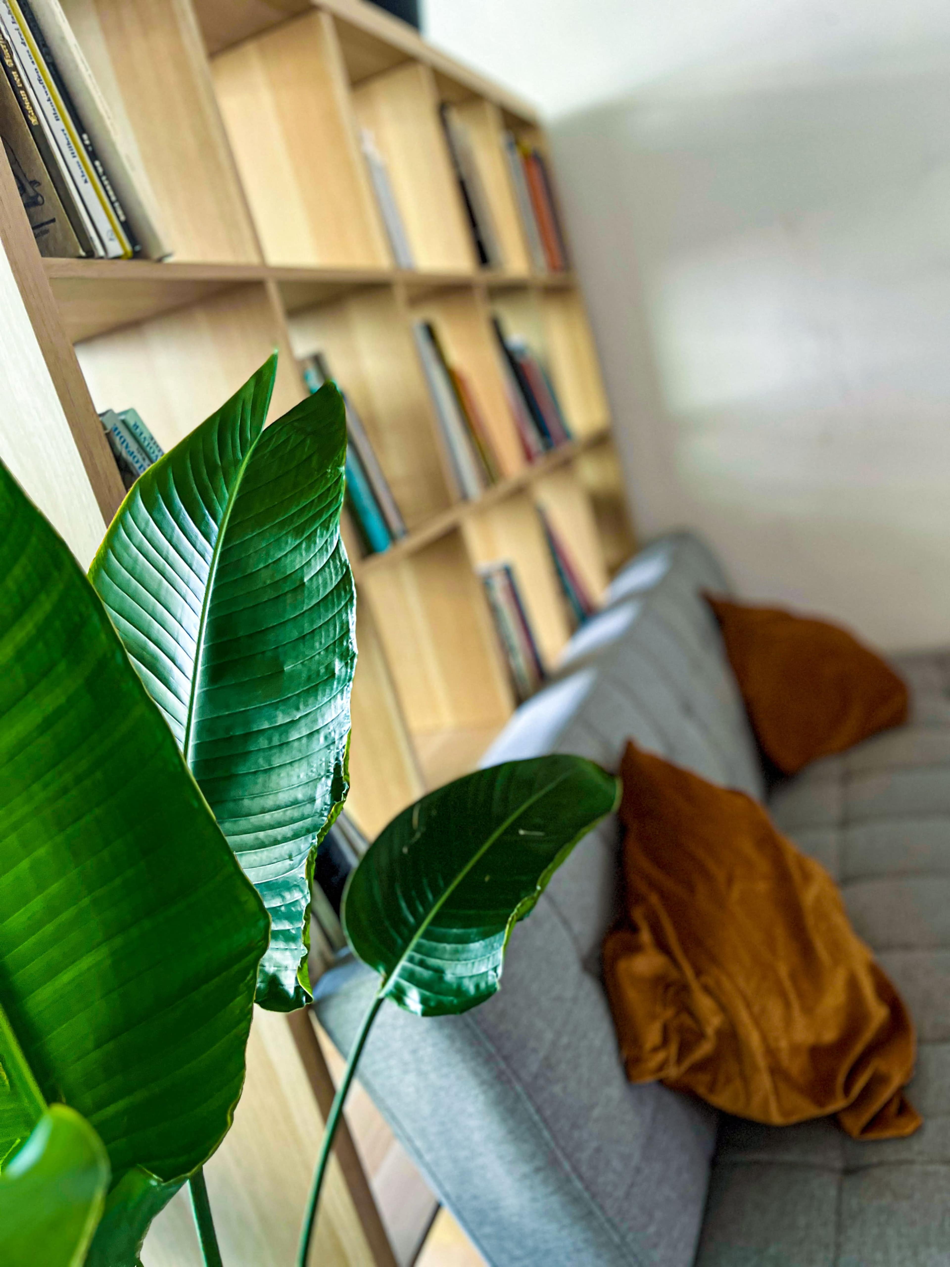 A green plant with large leaves is positioned in front of a gray sofa and a wooden bookshelf filled with books.