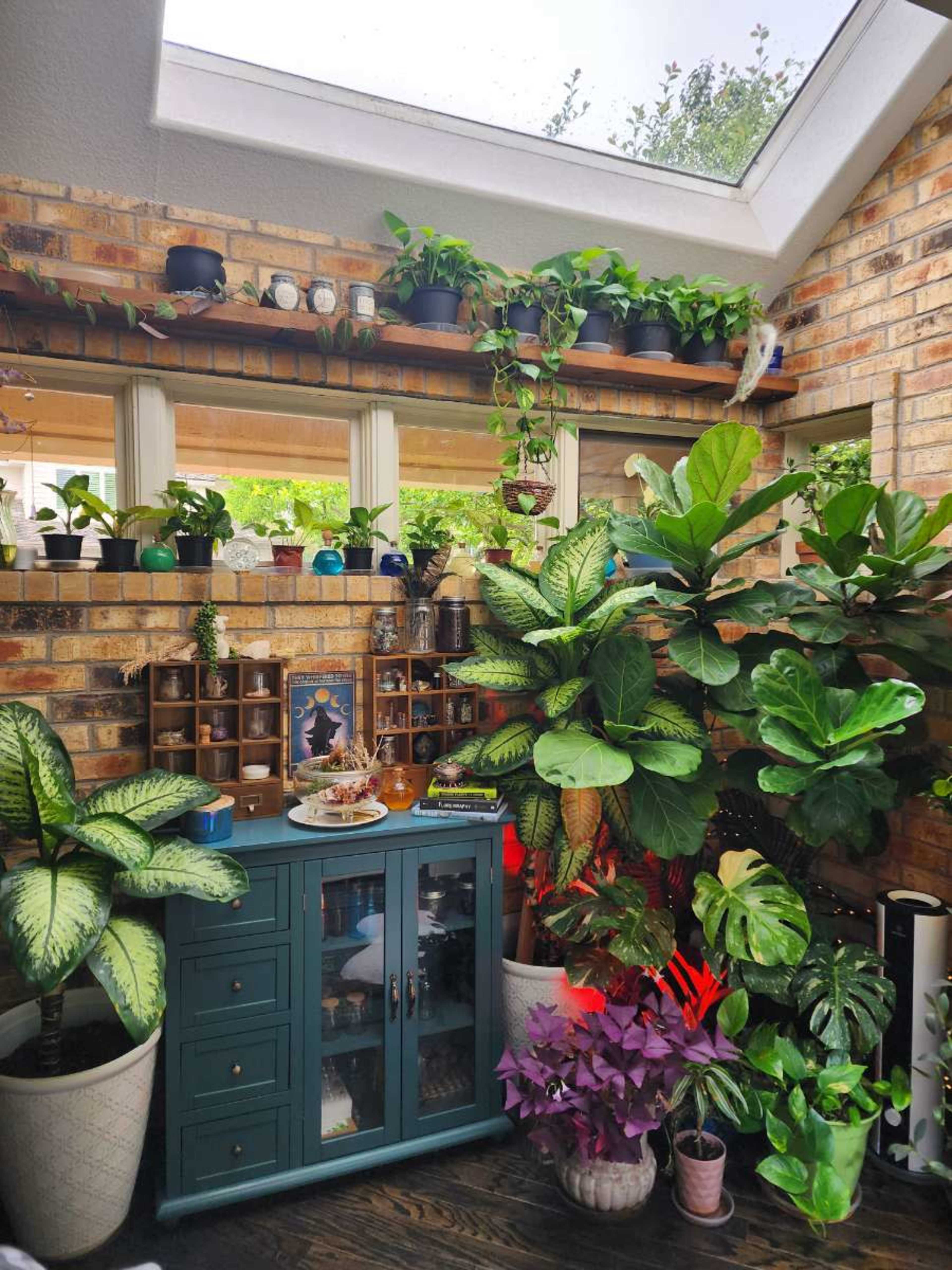 Bright Botanical Sunroom with Skylight + Lush Plant Wall Image in Centennial, Centennial, CO