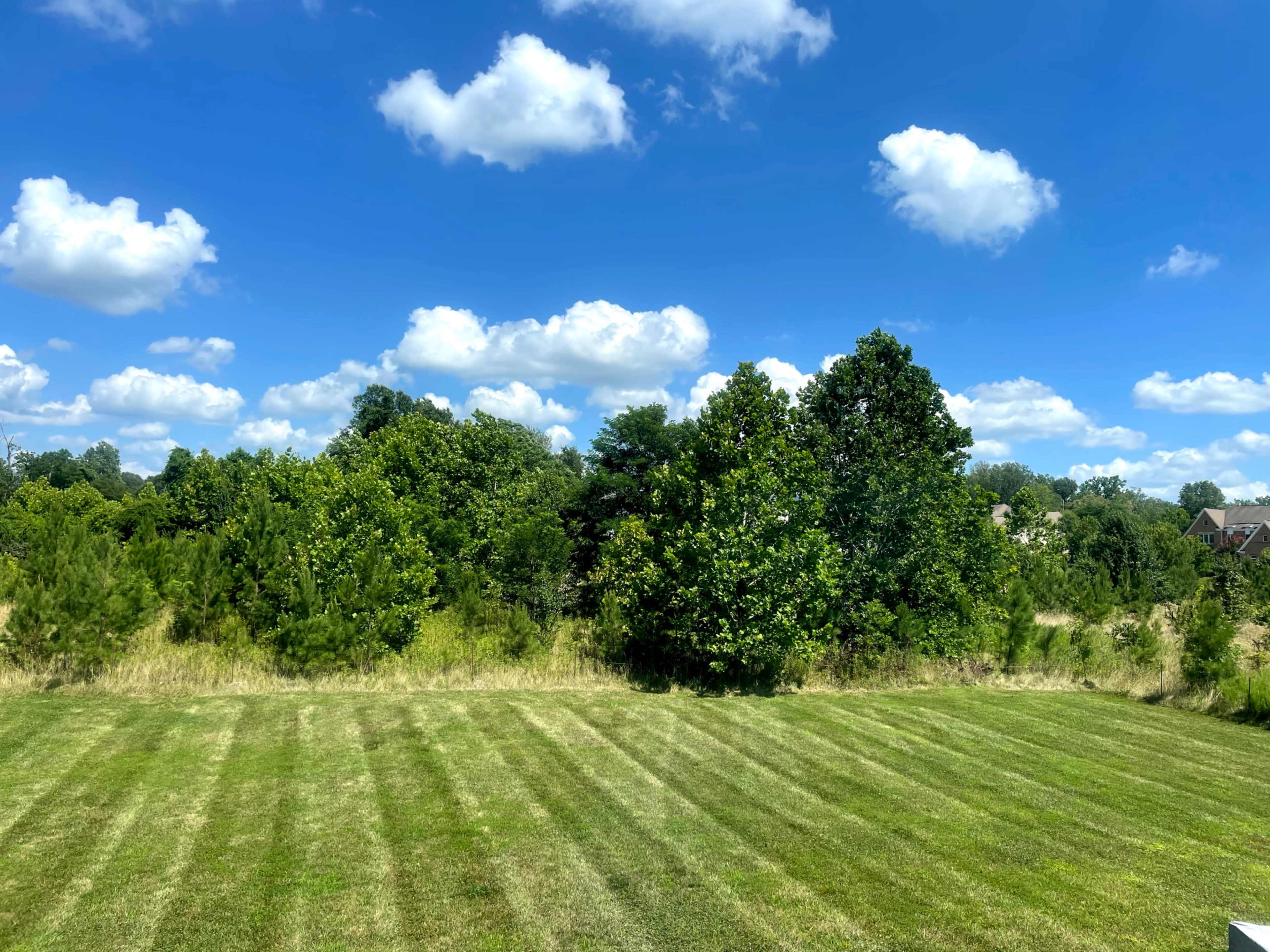A neatly mowed lawn with striped patterns leads up to a row of trees under a bright blue sky filled with white clouds.