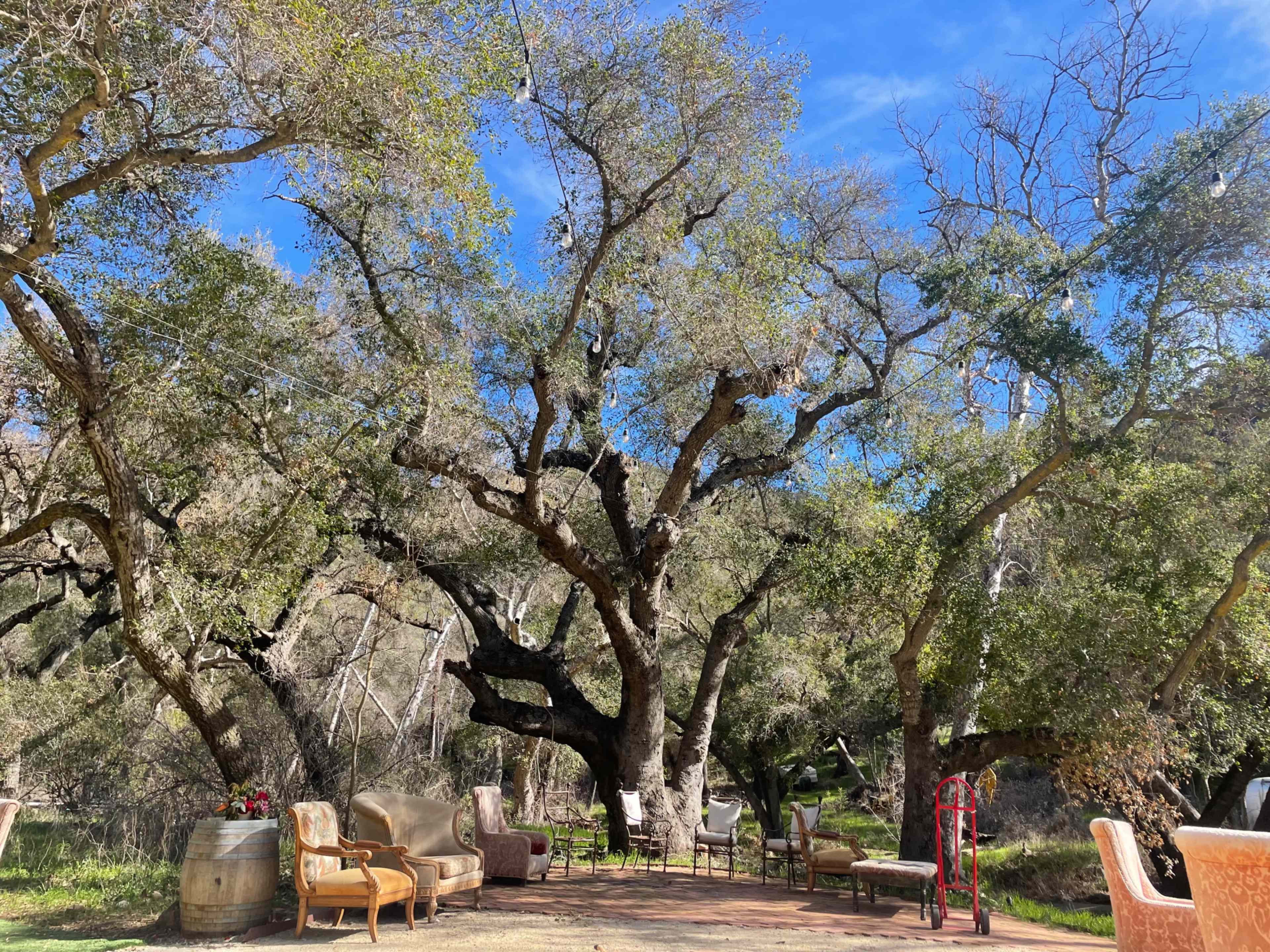 A cozy outdoor seating area is framed by large trees under a clear blue sky.