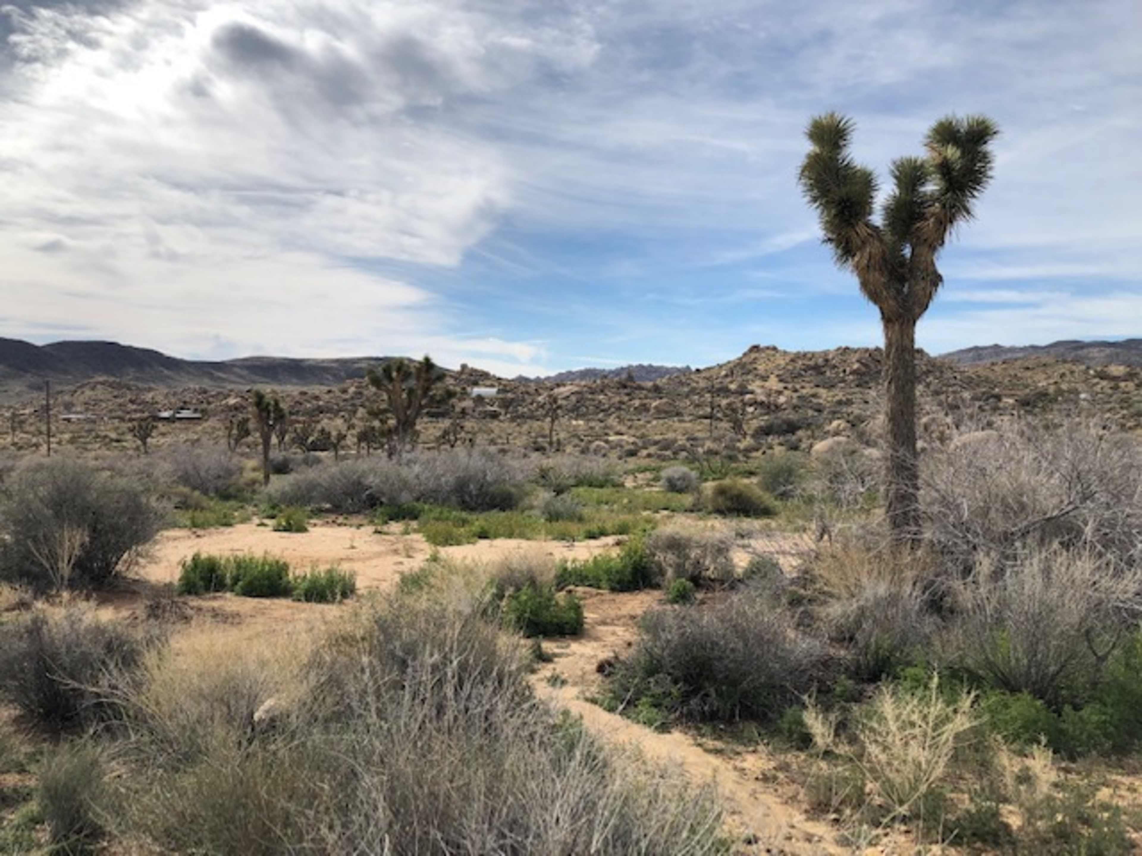 A desert landscape with scattered Joshua trees and bushes under a cloudy sky.