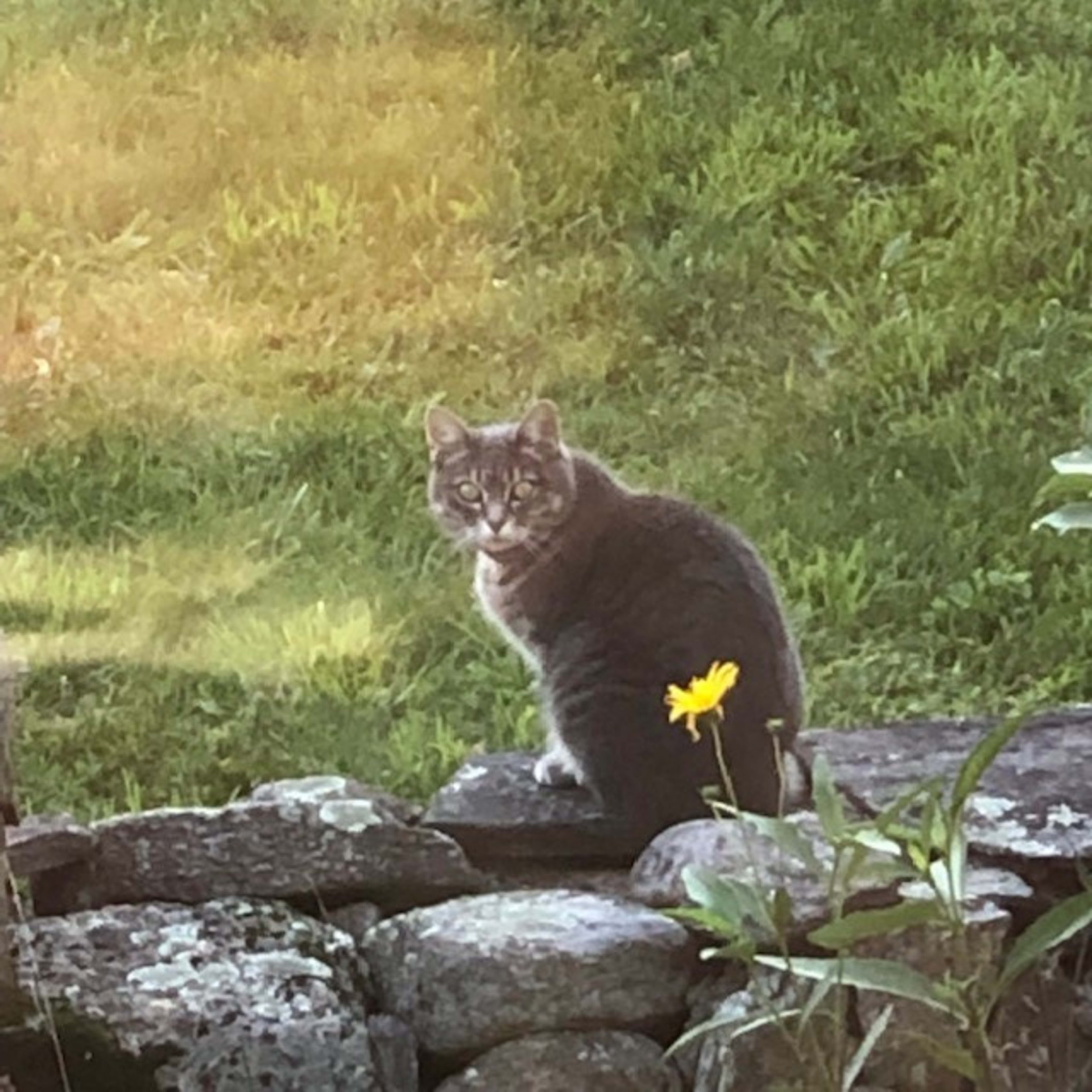A gray cat sits on a stone wall beside a single yellow flower in a grassy area.